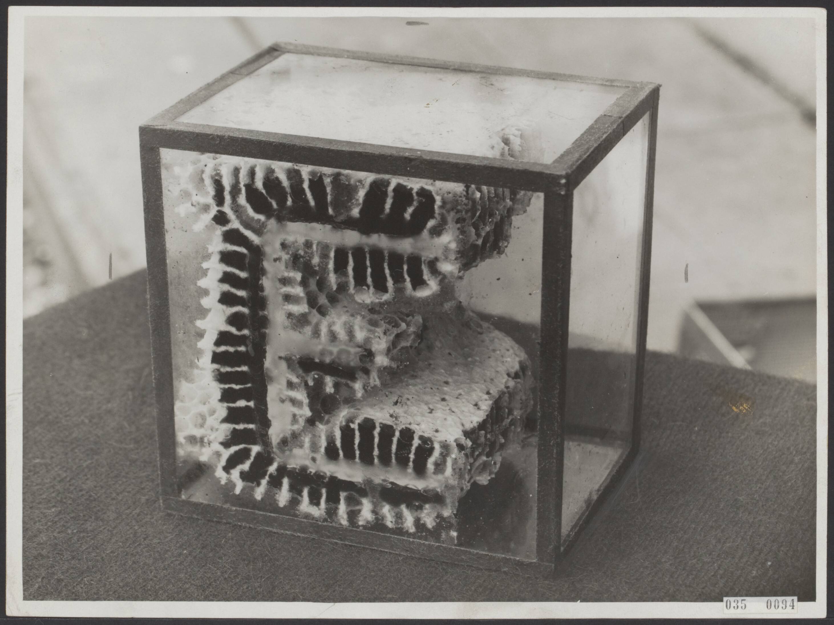 Fotocollectie Elsevier Binnenland — Bijschrift "Schrijvende bijen! De heer S. Frankenhuis te Rijswijk, een van onze bekwaamste imkers, is erin geslaagd, zijn bijen bovenstaande zin [koop honig met ?] van de fijnste raathoning, in glazen bakjes te laten uitbouwen. Een buitengewone prestatie op bijenteeltgebied. Een van de letters van dichtbij gezien" — Foto: N.V. Polygoon. Licentie: Set B: Rechtenvrij / Publiek Domein. Bron: Nationaal Archief. http://hdl.handle.net/10648/ade9aaba-d0b4-102d-bcf8-003048976d84