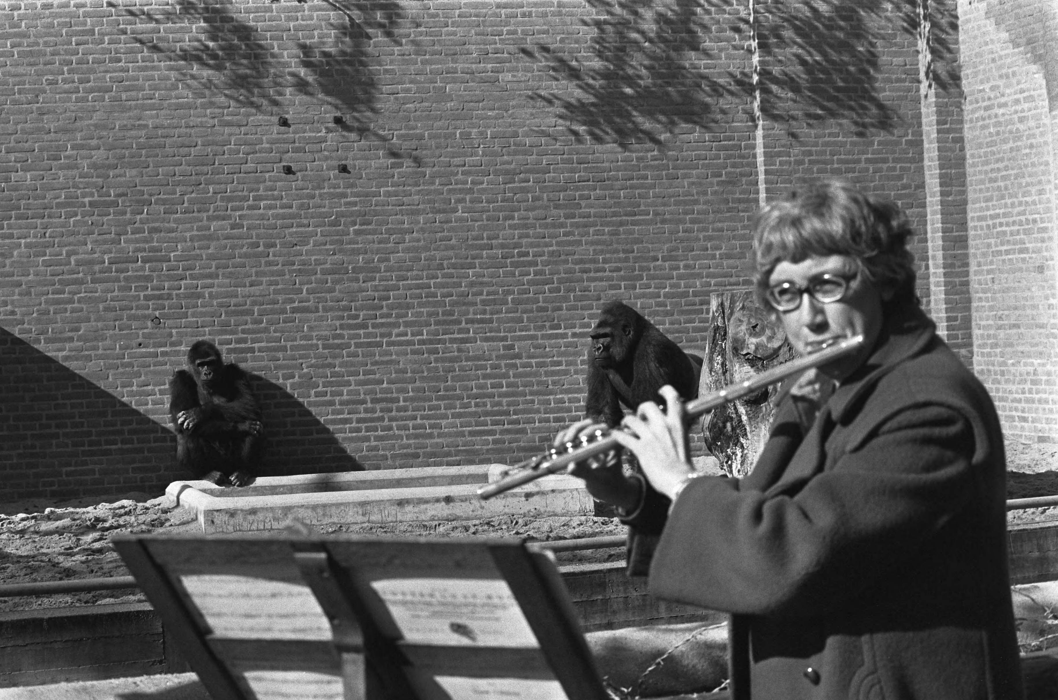 Fotocollectie Anefo — Ellen Mac Gillavry (concertfluitiste) speelt voor gorillas in Wassenaars Dierenpark. Ellen Mac Gillavry bij de gorillas — Foto: Mieremet, Rob / Anefo. Licentie: Set B: Rechtenvrij / Publiek Domein. Bron: Nationaal Archief. http://hdl.handle.net/10648/ac5683f8-d0b4-102d-bcf8-003048976d84