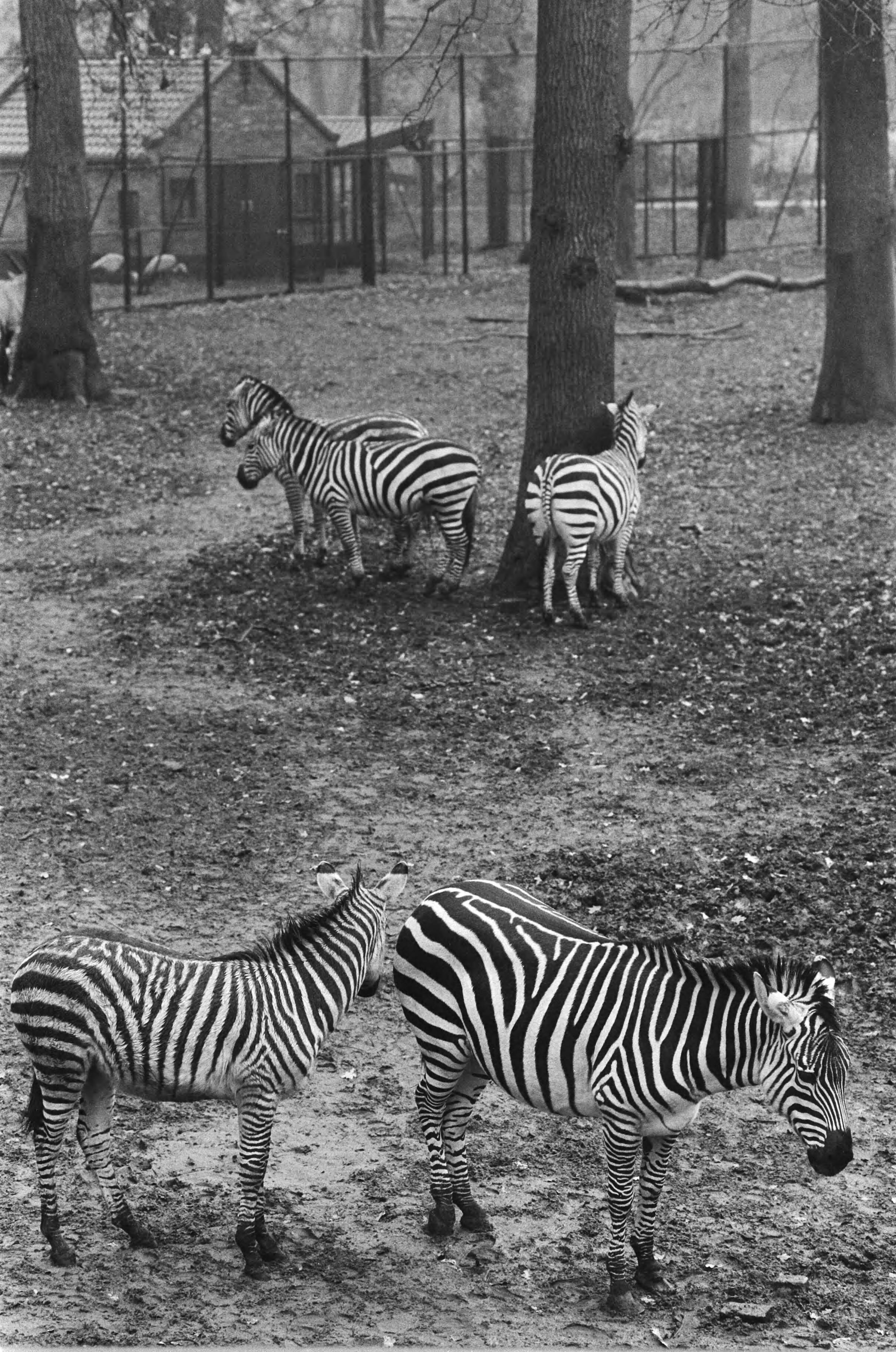 Fotocollectie Anefo — Dierenpark Wassenaar gesloten — Foto: Croes, Rob C. / Anefo. Licentie: Set B: Rechtenvrij / Publiek Domein. Bron: Nationaal Archief. http://hdl.handle.net/10648/ad4d3eaa-d0b4-102d-bcf8-003048976d84
