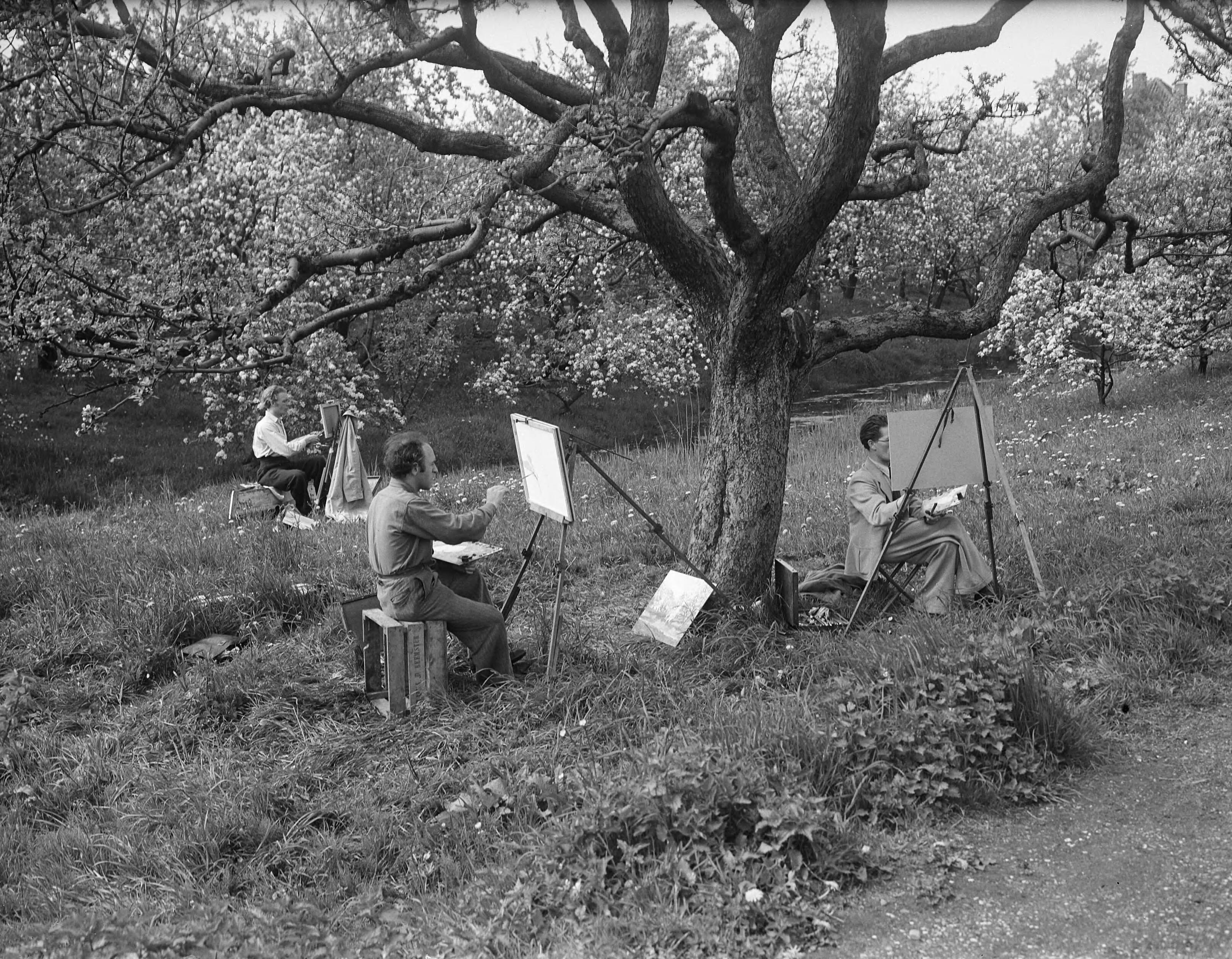 Fotocollectie Anefo — Beemster in bloei — Foto: Noske, J.D. / Anefo. Licentie: Set B: Rechtenvrij / Publiek Domein. Bron: Nationaal Archief. http://hdl.handle.net/10648/a8a7fc28-d0b4-102d-bcf8-003048976d84
