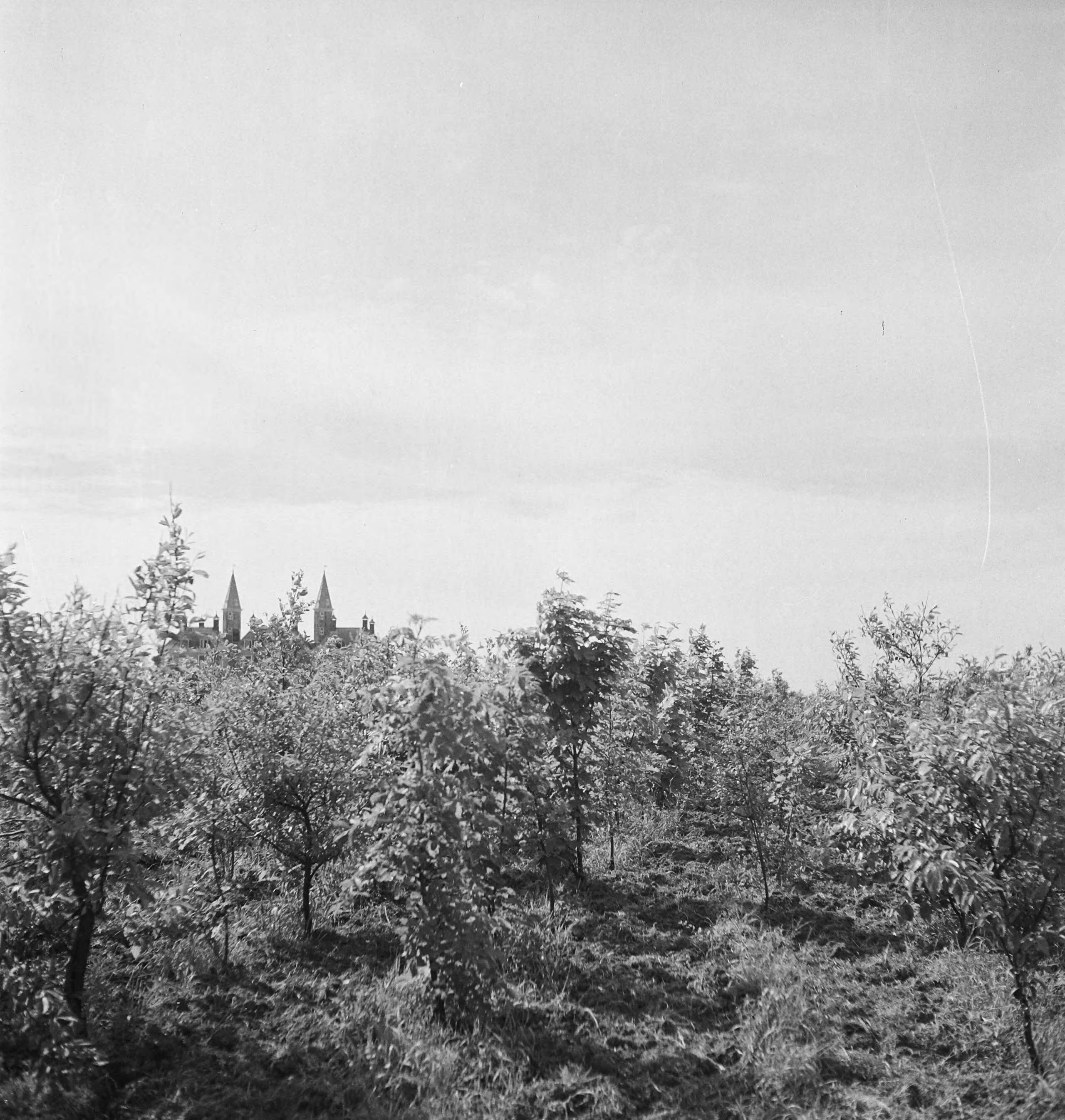 Fotocollectie Nederlandse Heidemaatschappij — Herbeplanting landgoed "ter Hooge" in het 2e jaar van de aanleg — Foto: Tromp, [...] / Heidemij. Licentie: Set B: Rechtenvrij / Publiek Domein. Bron: Nationaal Archief. http://hdl.handle.net/10648/ae7ff998-d0b4-102d-bcf8-003048976d84