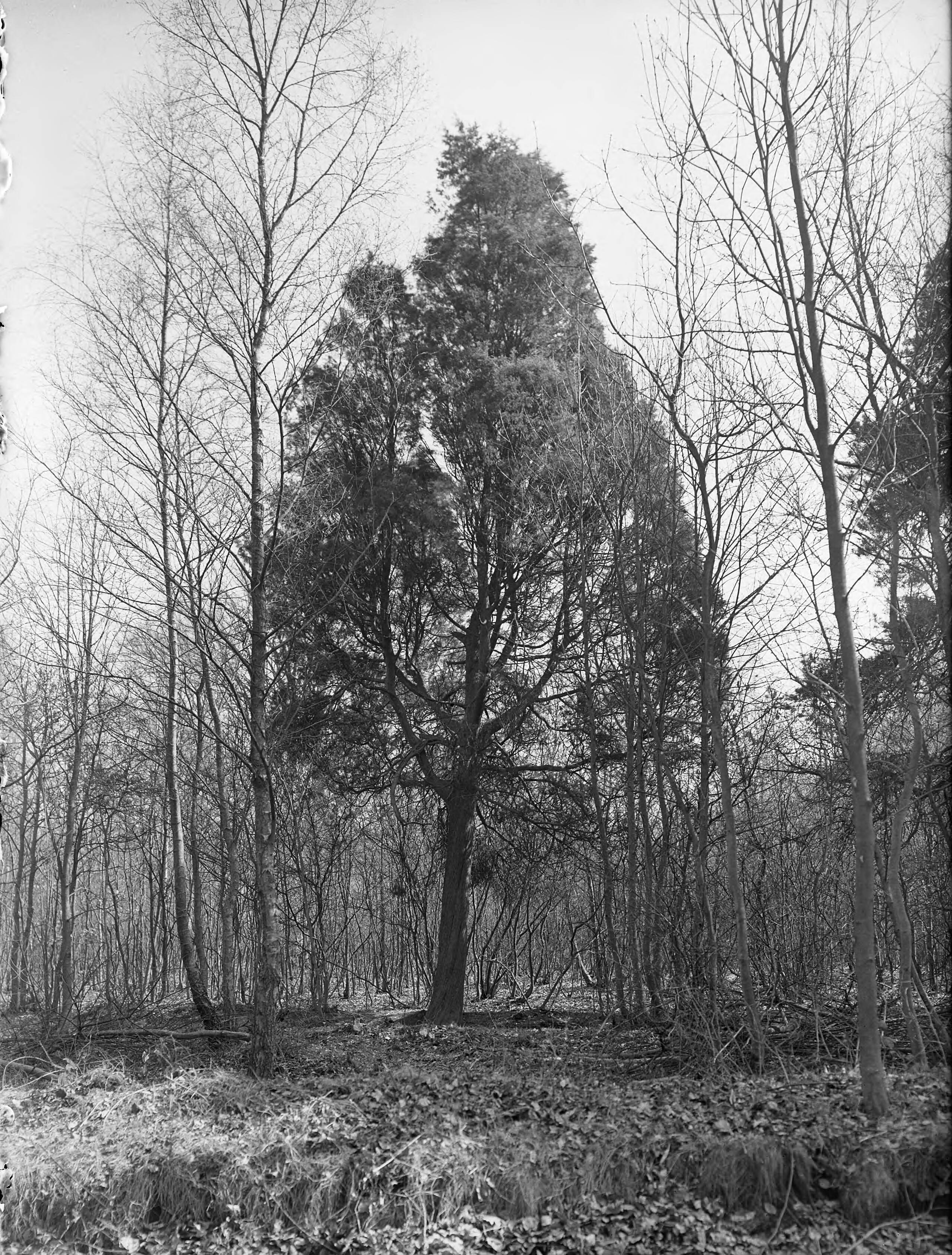 Fotocollectie Nederlandse Heidemaatschappij — Jeneverbes, Laren (N.H.) — Foto: Fotograaf Onbekend / Heidemij. Licentie: Set B: Rechtenvrij / Publiek Domein. Bron: Nationaal Archief. http://hdl.handle.net/10648/ae81c746-d0b4-102d-bcf8-003048976d84