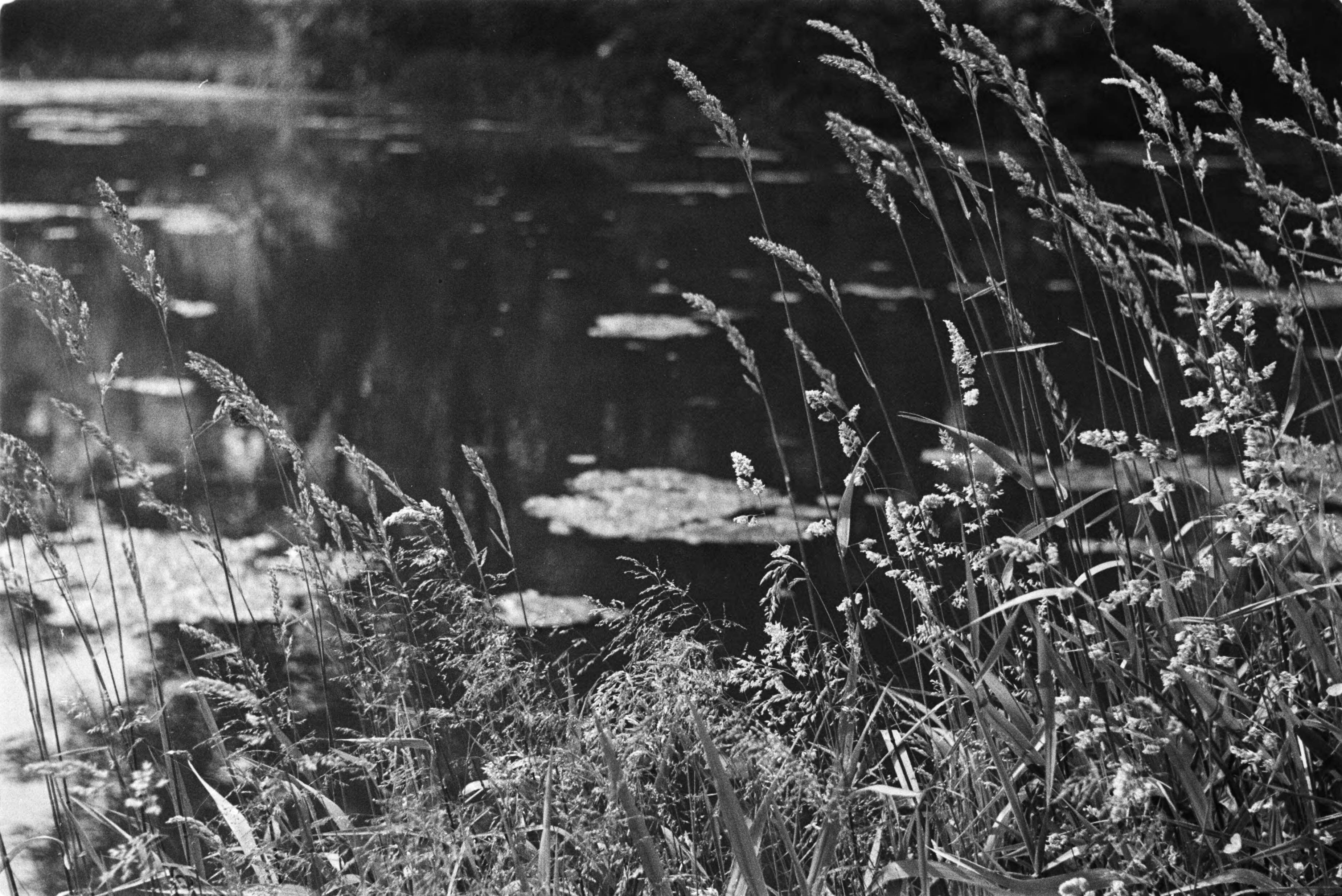 Fotocollectie Nederlandse Heidemaatschappij — Gulpen|visserij |viskwekerijen |oeverbegroeiingen |lage vijvers — Foto: Fotograaf Onbekend / Heidemij. Licentie: Set B: Rechtenvrij / Publiek Domein. Bron: Nationaal Archief. http://hdl.handle.net/10648/ae89e3a4-d0b4-102d-bcf8-003048976d84