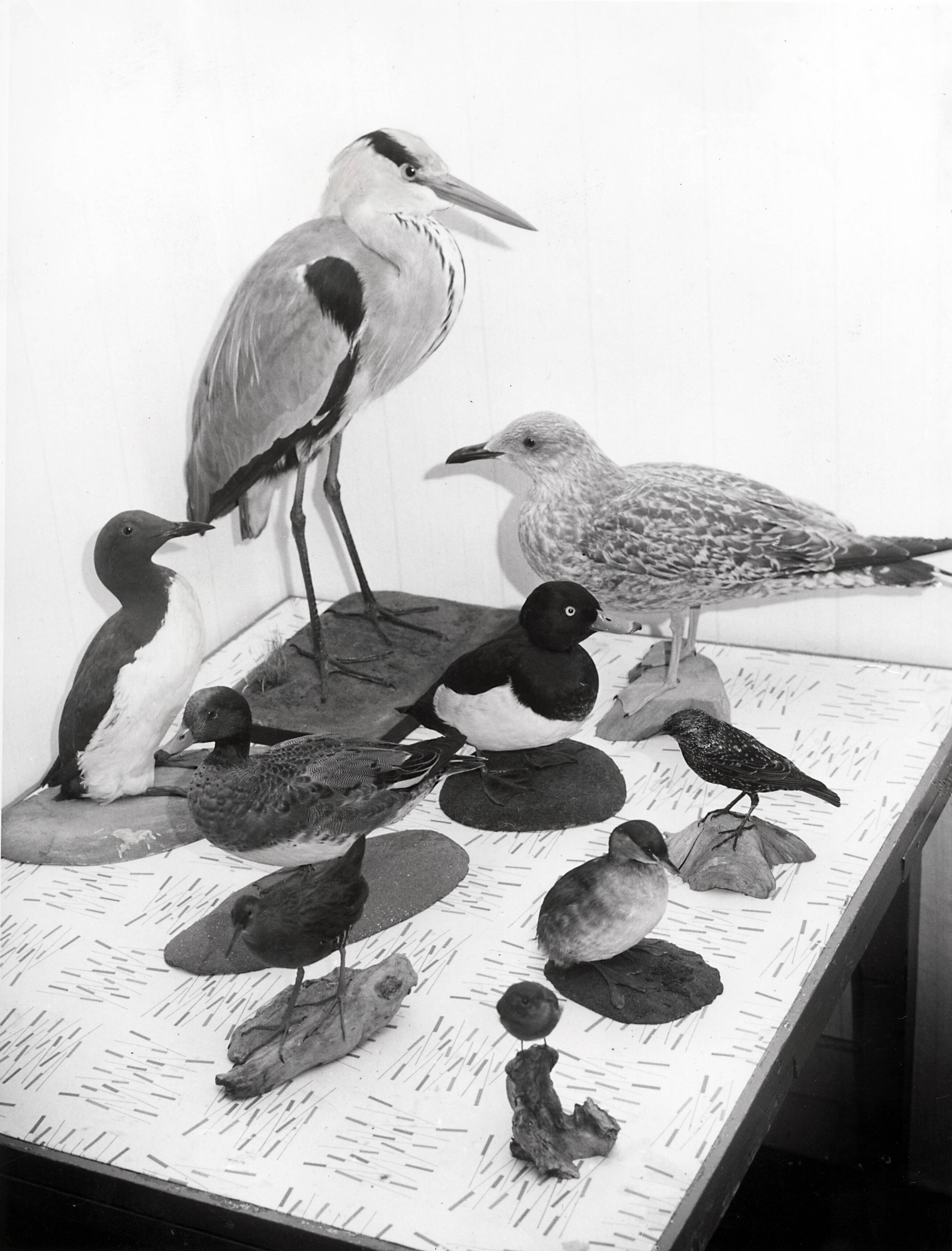 Collectie nader te bepalen — Drukkerij N.V. De Spaarnestad. Vrijetijdsbesteding personeel, prepareren van vogels (taxidermie), 1963 — Foto: Fotograaf Onbekend / Fotobureau onbekend / Spaarnestad Photo (05887). Licentie: Set B: Rechtenvrij / Publiek Domein. Bron: Nationaal Archief. http://hdl.handle.net/10648/35429da6-3e66-a382-e063-6df0900a6686