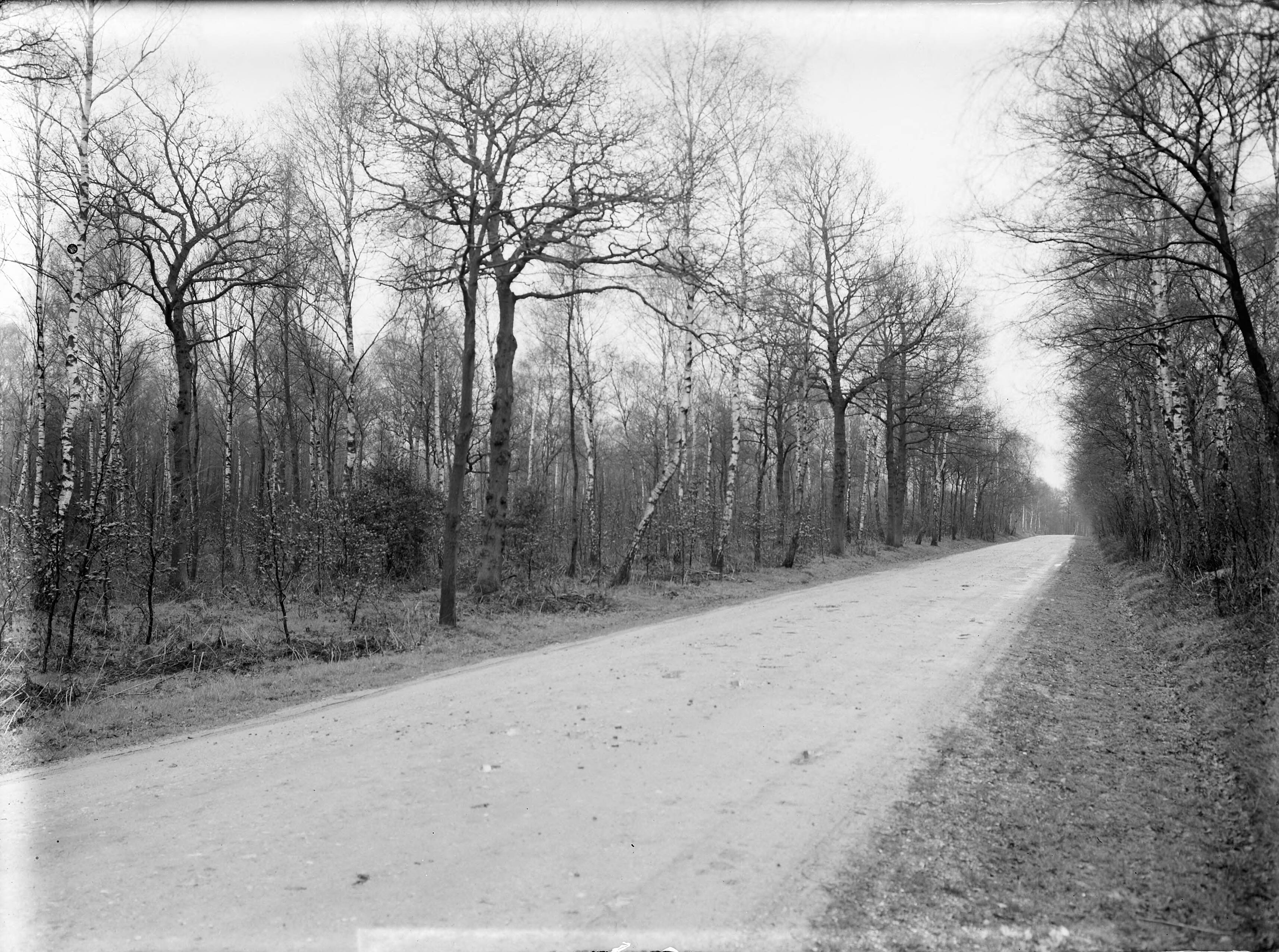 Fotocollectie Nederlandse Heidemaatschappij — Aangelegd bos bij Wittem — Foto: Weerd, [...] van der / Heidemij. Licentie: Set B: Rechtenvrij / Publiek Domein. Bron: Nationaal Archief. http://hdl.handle.net/10648/ae7f7662-d0b4-102d-bcf8-003048976d84