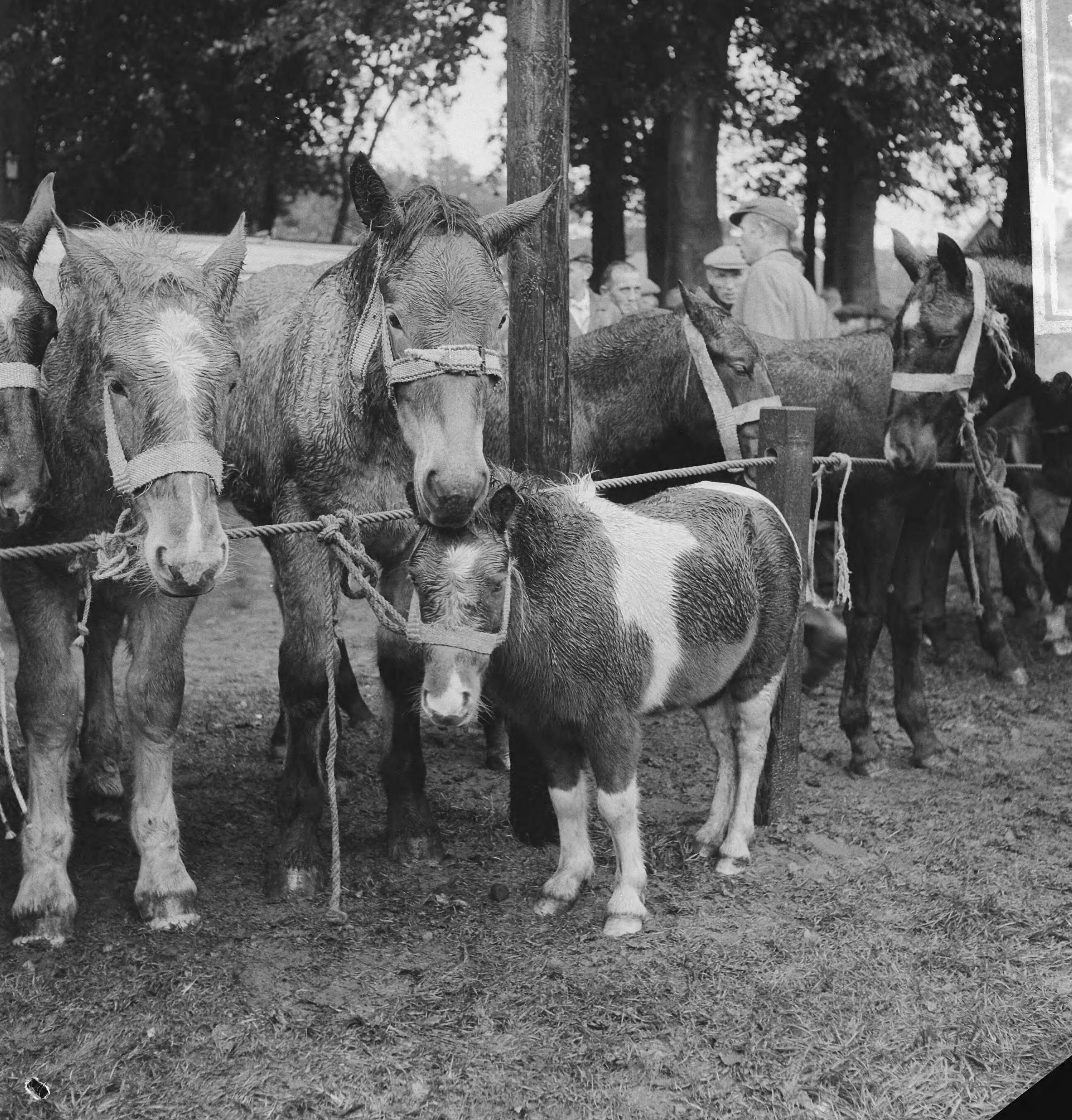 Fotocollectie Anefo — Paardemarkt in Zuidlaren. Paarden, wachtend op kopers — Foto: Koch, Eric / Anefo. Licentie: Set B: Rechtenvrij / Publiek Domein. Bron: Nationaal Archief. http://hdl.handle.net/10648/a9e7d7ac-d0b4-102d-bcf8-003048976d84