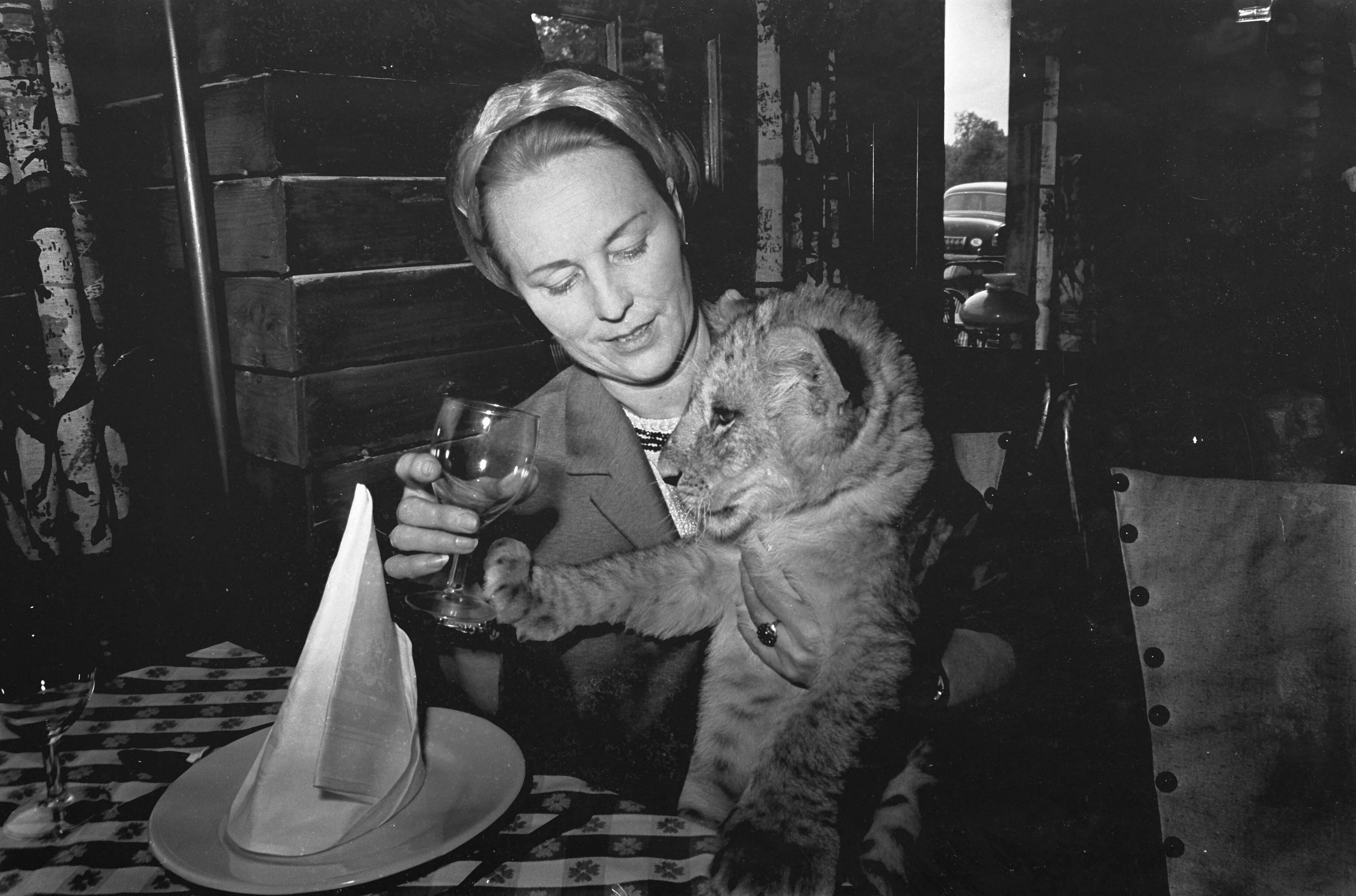 Fotocollectie Anefo — Leeuwtjes dineren in restaurant van Boltini in Soesterberg. Een van de gasten met leeuw aan tafel — Foto: Kroon, Ron / Anefo. Licentie: Set B: Rechtenvrij / Publiek Domein. Bron: Nationaal Archief. http://hdl.handle.net/10648/ab41804e-d0b4-102d-bcf8-003048976d84