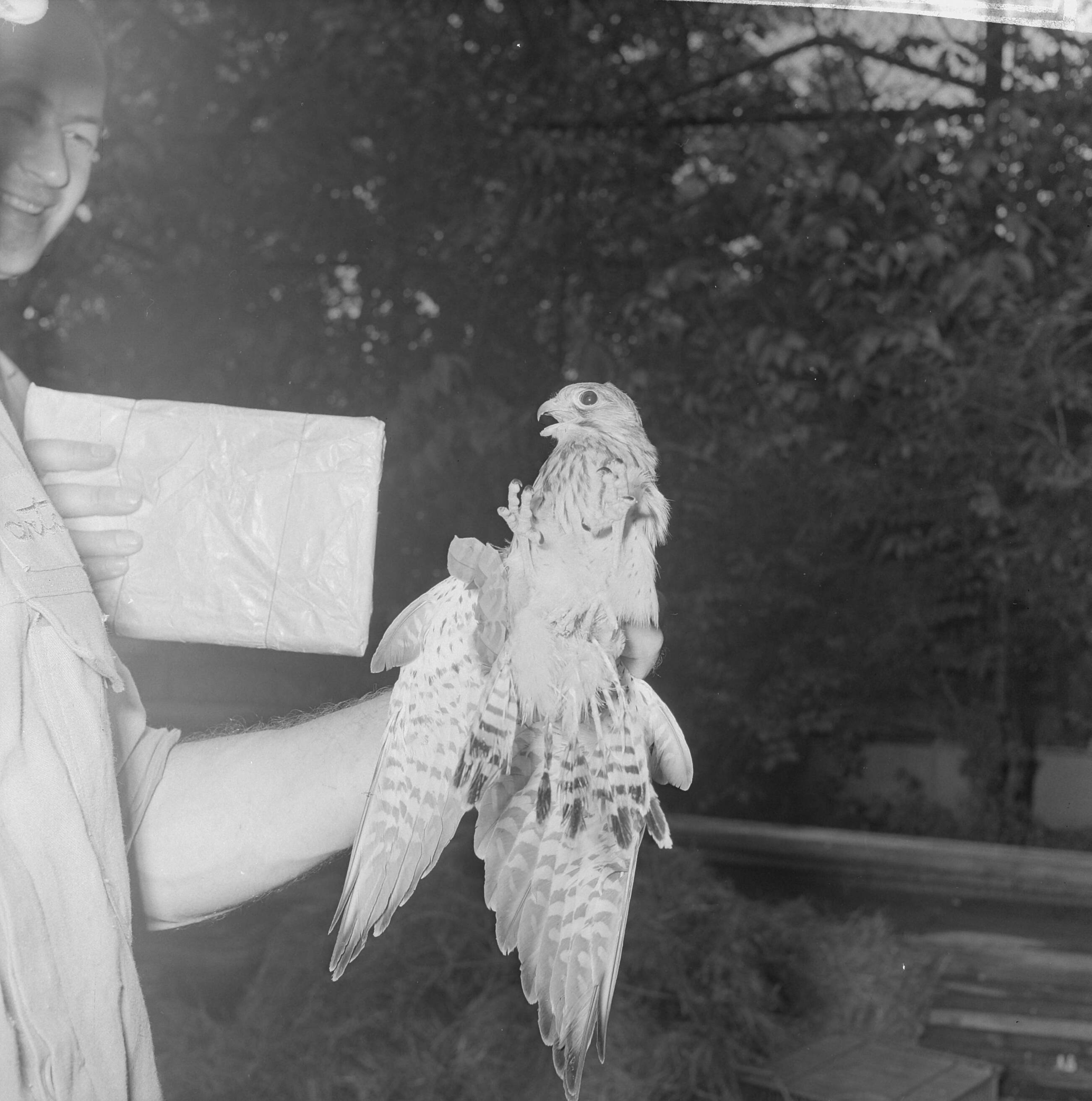 Fotocollectie Anefo — Torenvalk met drie poten in Artis, de vogel was gevonden in Hilversum — Foto: Nijs, Jac. de / Anefo. Licentie: Set B: Rechtenvrij / Publiek Domein. Bron: Nationaal Archief. http://hdl.handle.net/10648/aa3fb53a-d0b4-102d-bcf8-003048976d84