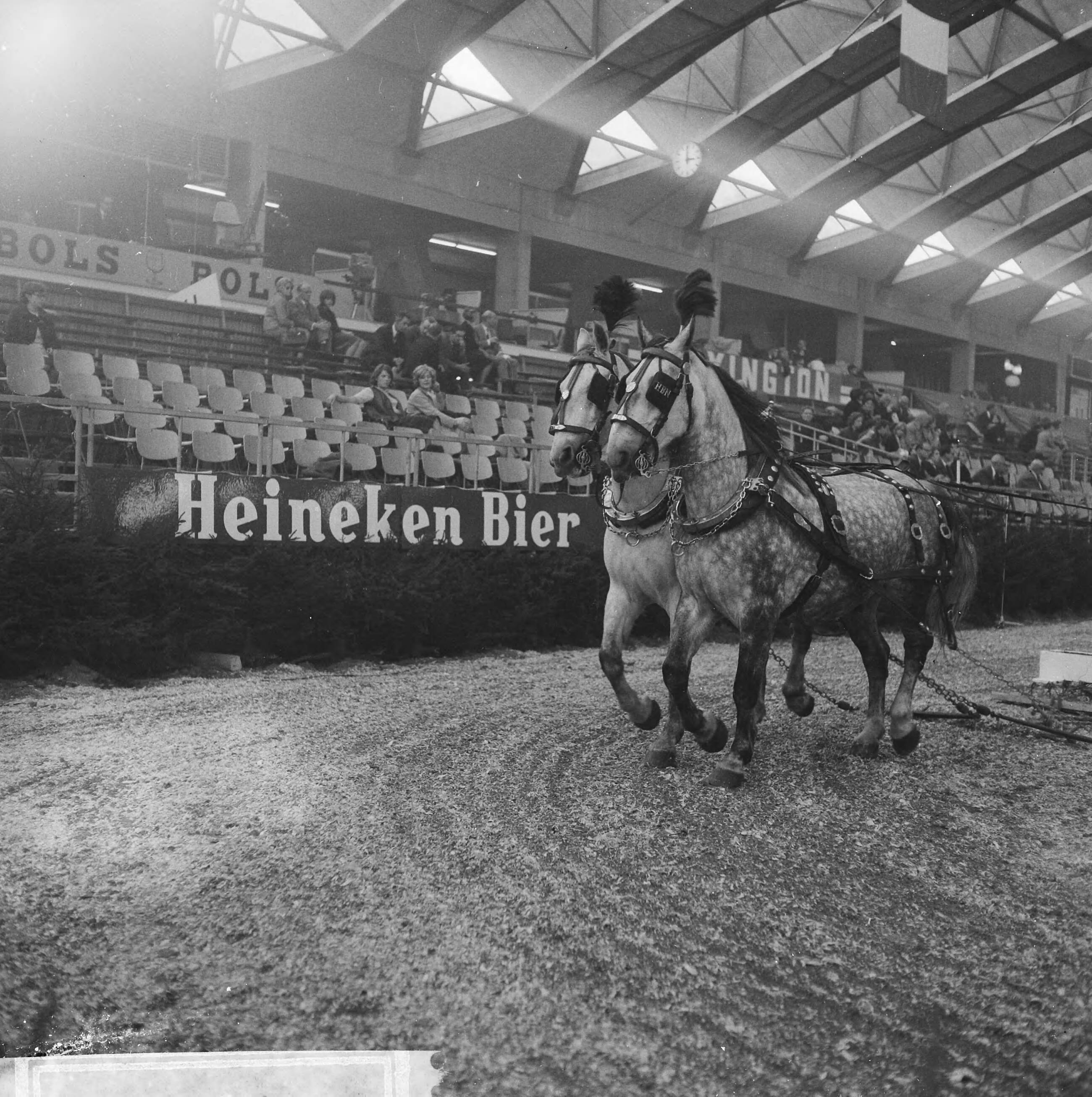 Fotocollectie Anefo — Jumping Amsterdam in de RAI. Fraai uitgedost span paarden (opdracht Heineken) — Foto: Kroon, Ron / Anefo. Licentie: Set B: Rechtenvrij / Publiek Domein. Bron: Nationaal Archief. http://hdl.handle.net/10648/aac9ae5c-d0b4-102d-bcf8-003048976d84