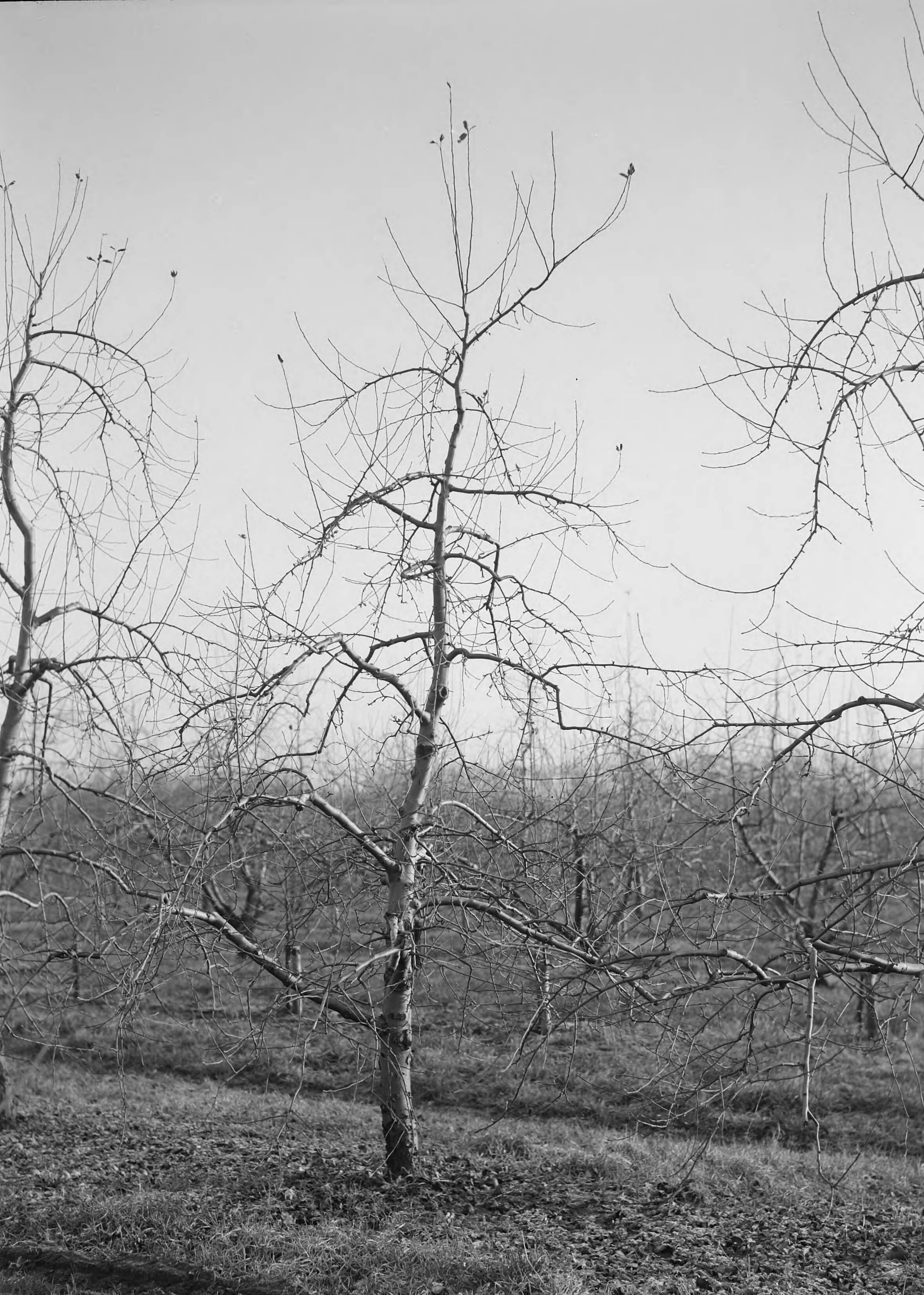 Fotocollectie Nederlandse Heidemaatschappij — Jonathan op type IV. Omgevormde boom maar plantverband van 2,5 x 5 meter. Het plantverband kan worden gehandhaafd en deze "vrije spil" heeft een groot dragend oppervlak. Van Tets Fruitteeltschool te Houten — Foto: Eyssen, [...] / Heidemij. Licentie: Set B: Rechtenvrij / Publiek Domein. Bron: Nationaal Archief. http://hdl.handle.net/10648/ae761ad6-d0b4-102d-bcf8-003048976d84