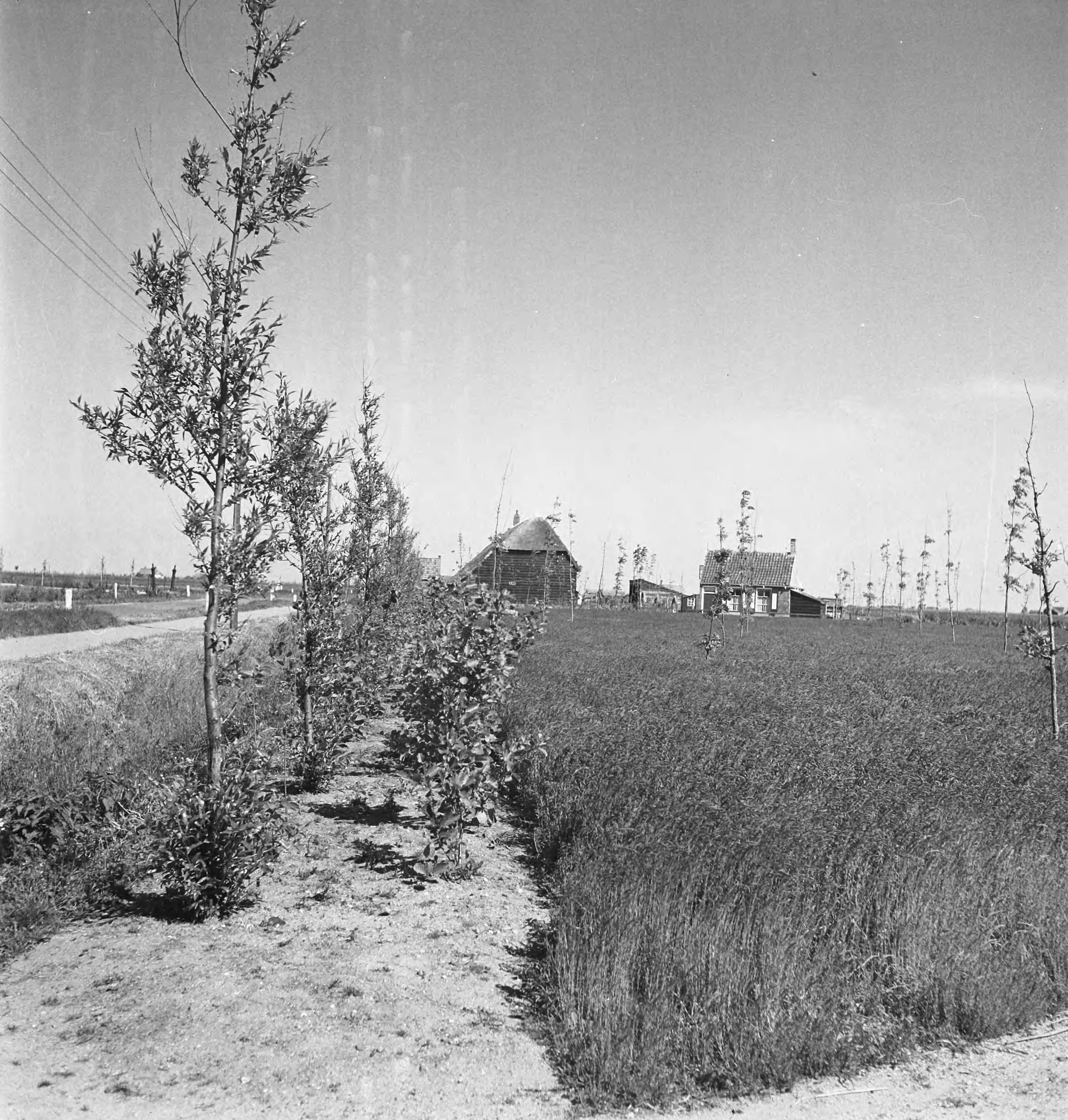 Fotocollectie Nederlandse Heidemaatschappij — [geen bijschrift. Wellicht herbeplanting landgoed "ter Hooge" in het 2e jaar van de aanleg — Foto: Tromp, [...] / Heidemij. Licentie: Set B: Rechtenvrij / Publiek Domein. Bron: Nationaal Archief. http://hdl.handle.net/10648/ae8008e8-d0b4-102d-bcf8-003048976d84