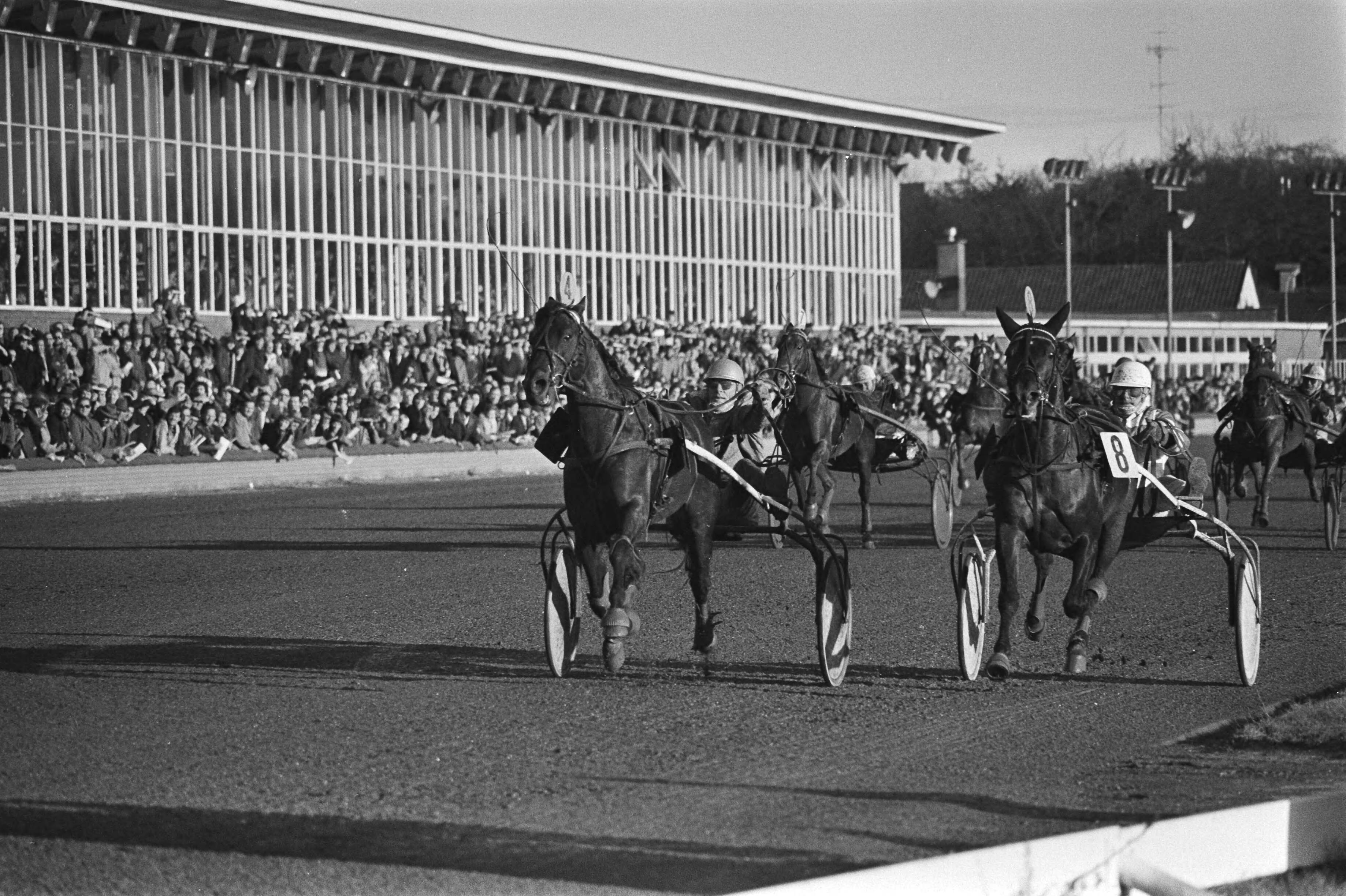 Fotocollectie Anefo — Grote Kerstprijs op Hilversum; L. Schoonhoven met Lido Buitenzorg wint voor Van Dooyeweerd met Jojo Buitenzorg (r) — Foto: Suyk, Koen / Anefo. Licentie: Set B: Rechtenvrij / Publiek Domein. Bron: Nationaal Archief. http://hdl.handle.net/10648/ac92b03a-d0b4-102d-bcf8-003048976d84