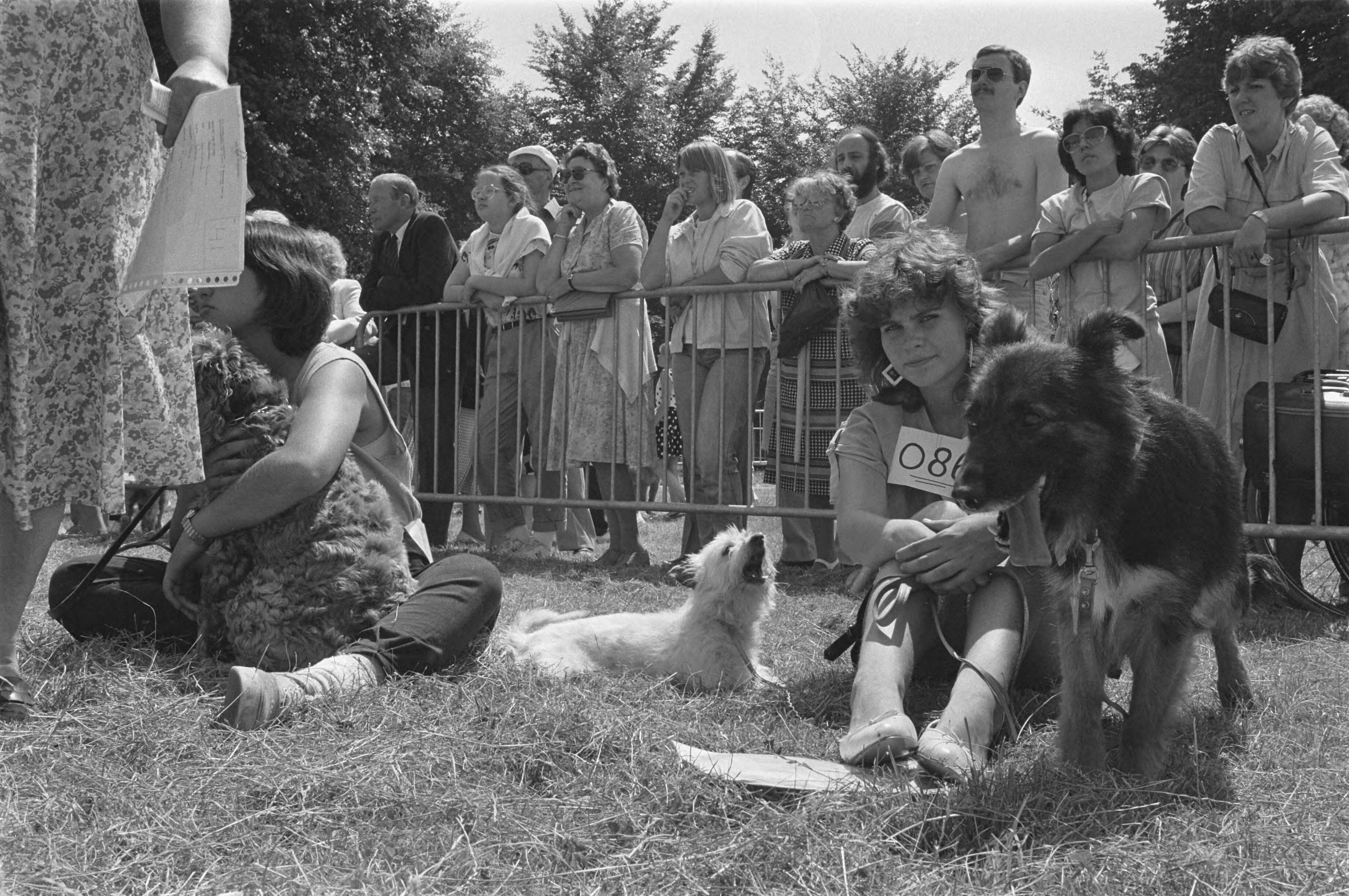 Fotocollectie Anefo — Katten en honden uit dierenasiels "te kijk" op Malieveld Den Haag — Foto: Antonisse, Marcel / Anefo. Licentie: Set B: Rechtenvrij / Publiek Domein. Bron: Nationaal Archief. http://hdl.handle.net/10648/ad3b0e7e-d0b4-102d-bcf8-003048976d84