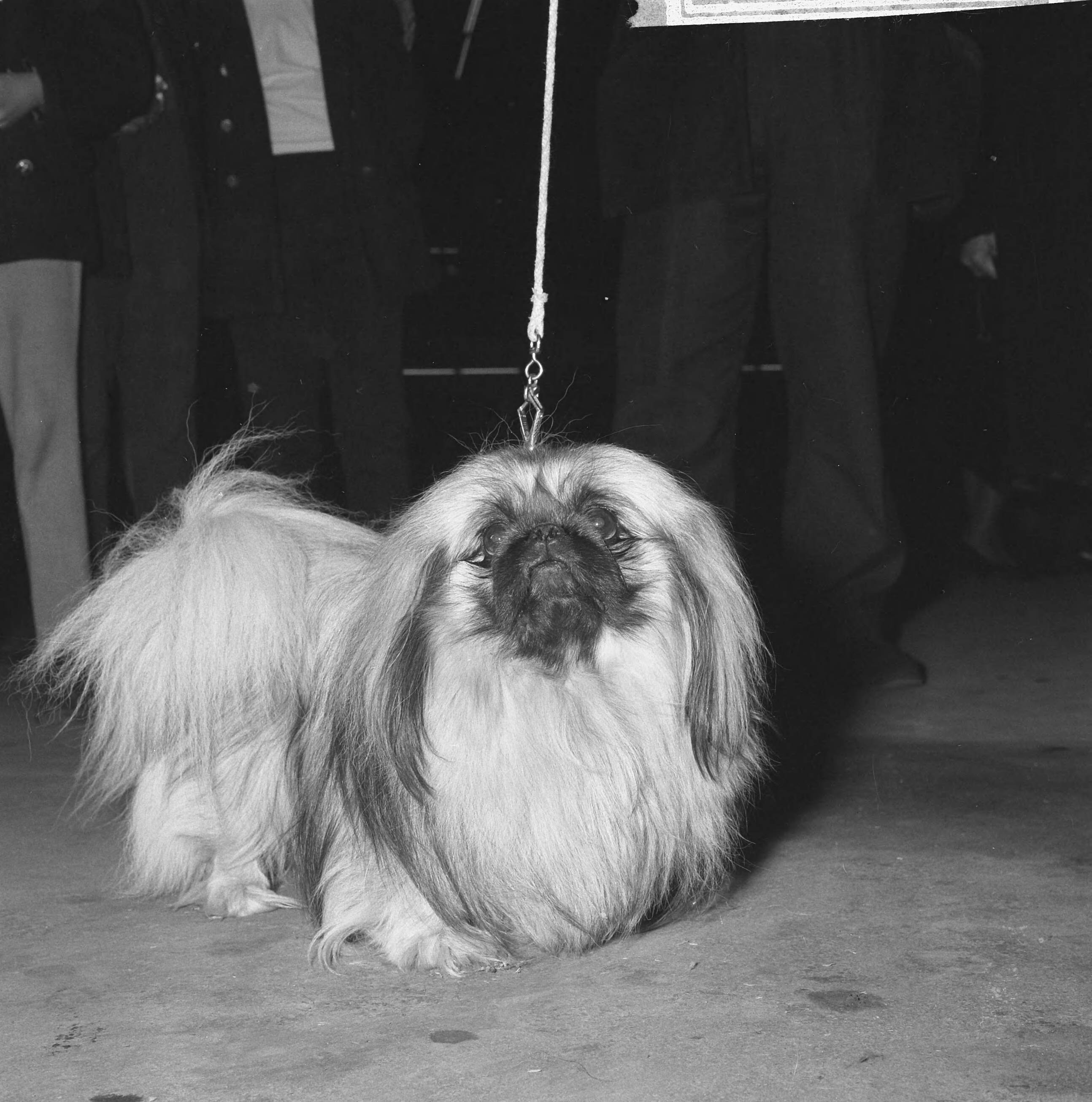 Internationale hondententoonstelling in de RAI te Amsterdam — Winnaar van 1965, de pekinees Sebastiaan of Sedgenon van mevrouw Y. de Noble — Foto: Kroon, Ron / Anefo. Licentie: Set B: Rechtenvrij / Publiek Domein. Bron: Nationaal Archief. http://hdl.handle.net/10648/aacb0108-d0b4-102d-bcf8-003048976d84