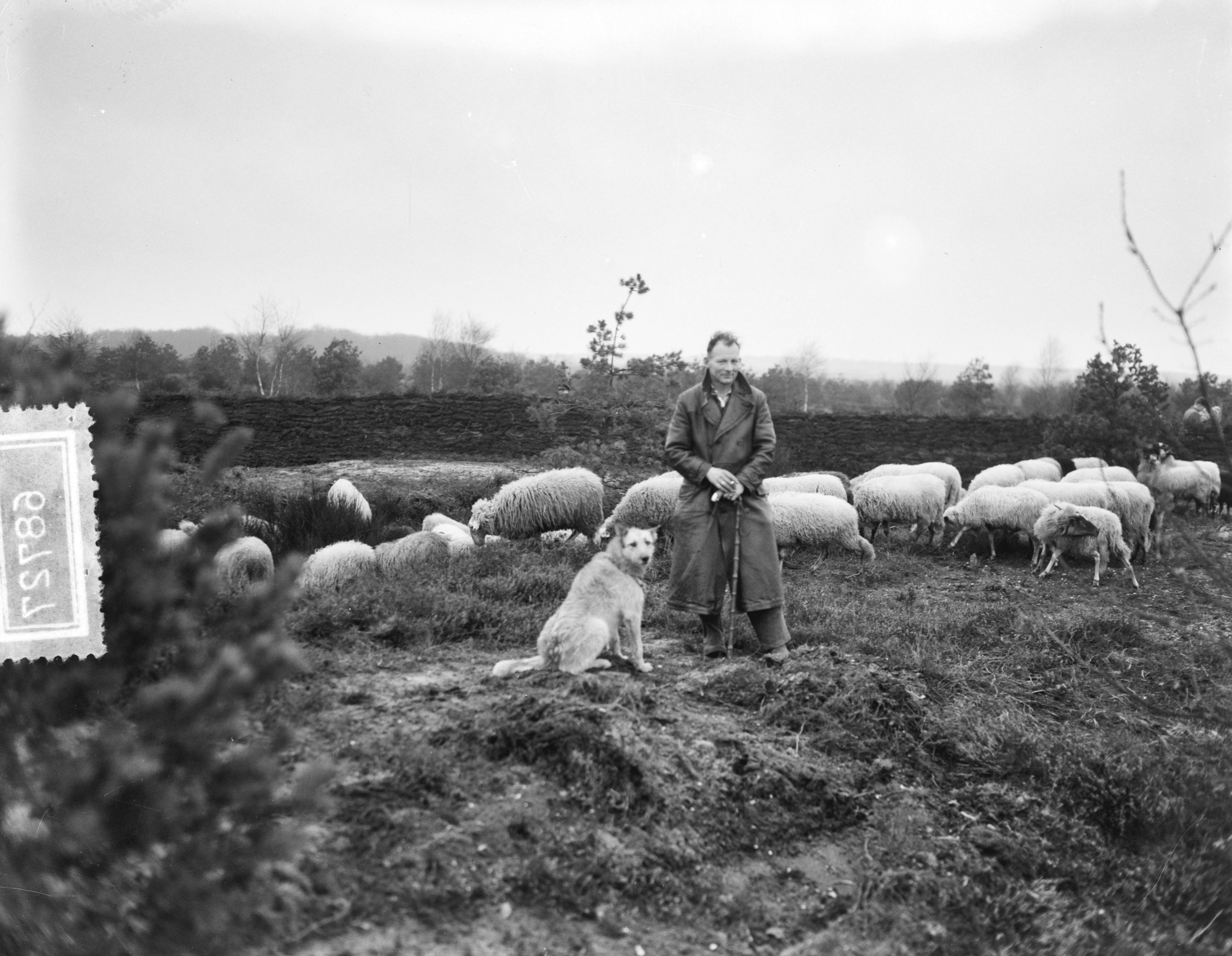 Fotocollectie Anefo — Nieuwe Gooise schaapskudde op de Westerheide bij Laren (N.H.). Schaapherder Almekinders en zijn hond Nero — Foto: Pot, Harry / Anefo. Licentie: Set B: Rechtenvrij / Publiek Domein. Bron: Nationaal Archief. http://hdl.handle.net/10648/a92dd92e-d0b4-102d-bcf8-003048976d84