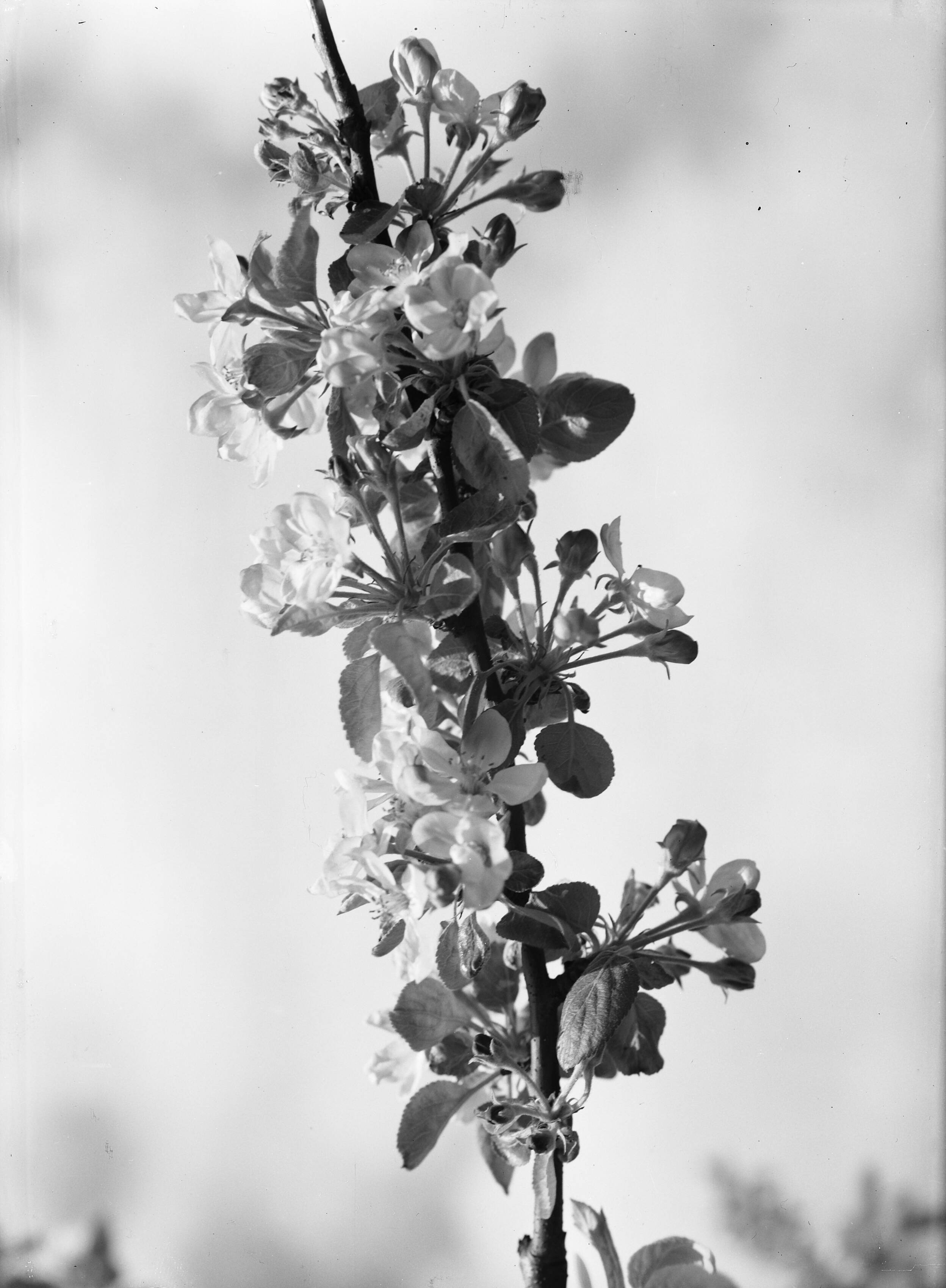 Fotocollectie Nederlandse Heidemaatschappij — Bloeiende appeltak - Van Tets Fruitteeltschool Houten — Foto: Eyssen, [...] / Heidemij. Licentie: Set B: Rechtenvrij / Publiek Domein. Bron: Nationaal Archief. http://hdl.handle.net/10648/ae7612c0-d0b4-102d-bcf8-003048976d84