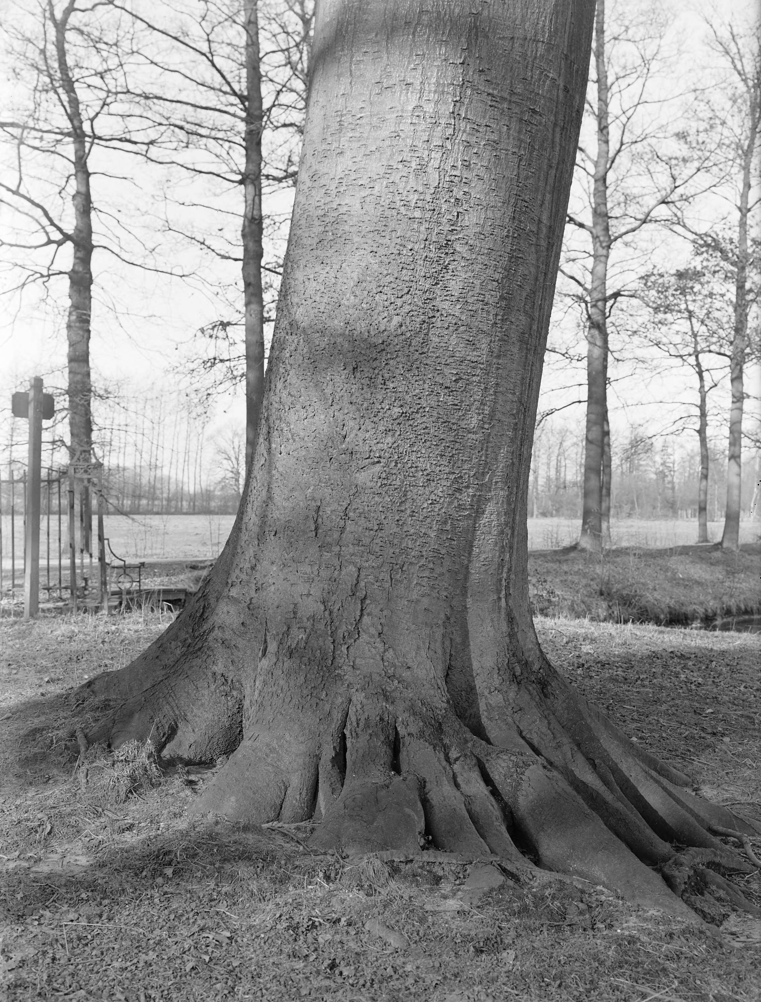 Fotocollectie Nederlandse Heidemaatschappij — Beuk op het landgoed de Niënhof, Bunnik — Foto: Fotograaf Onbekend / Heidemij. Licentie: Set B: Rechtenvrij / Publiek Domein. Bron: Nationaal Archief. http://hdl.handle.net/10648/ae81f6f8-d0b4-102d-bcf8-003048976d84