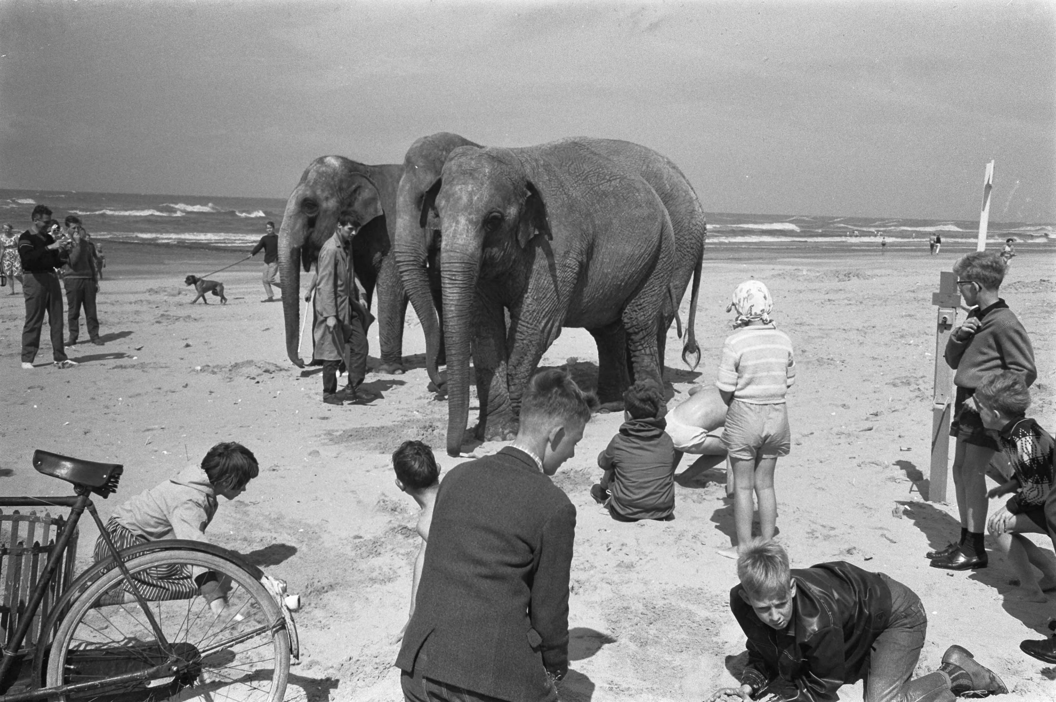 Fotocollectie Anefo — Zandbouwwedstrijd te Scheveningen. Olifanten van circus Strassburger op het strand — Foto: Pot, Harry / Anefo. Licentie: Set B: Rechtenvrij / Publiek Domein. Bron: Nationaal Archief. http://hdl.handle.net/10648/aa13caf6-d0b4-102d-bcf8-003048976d84