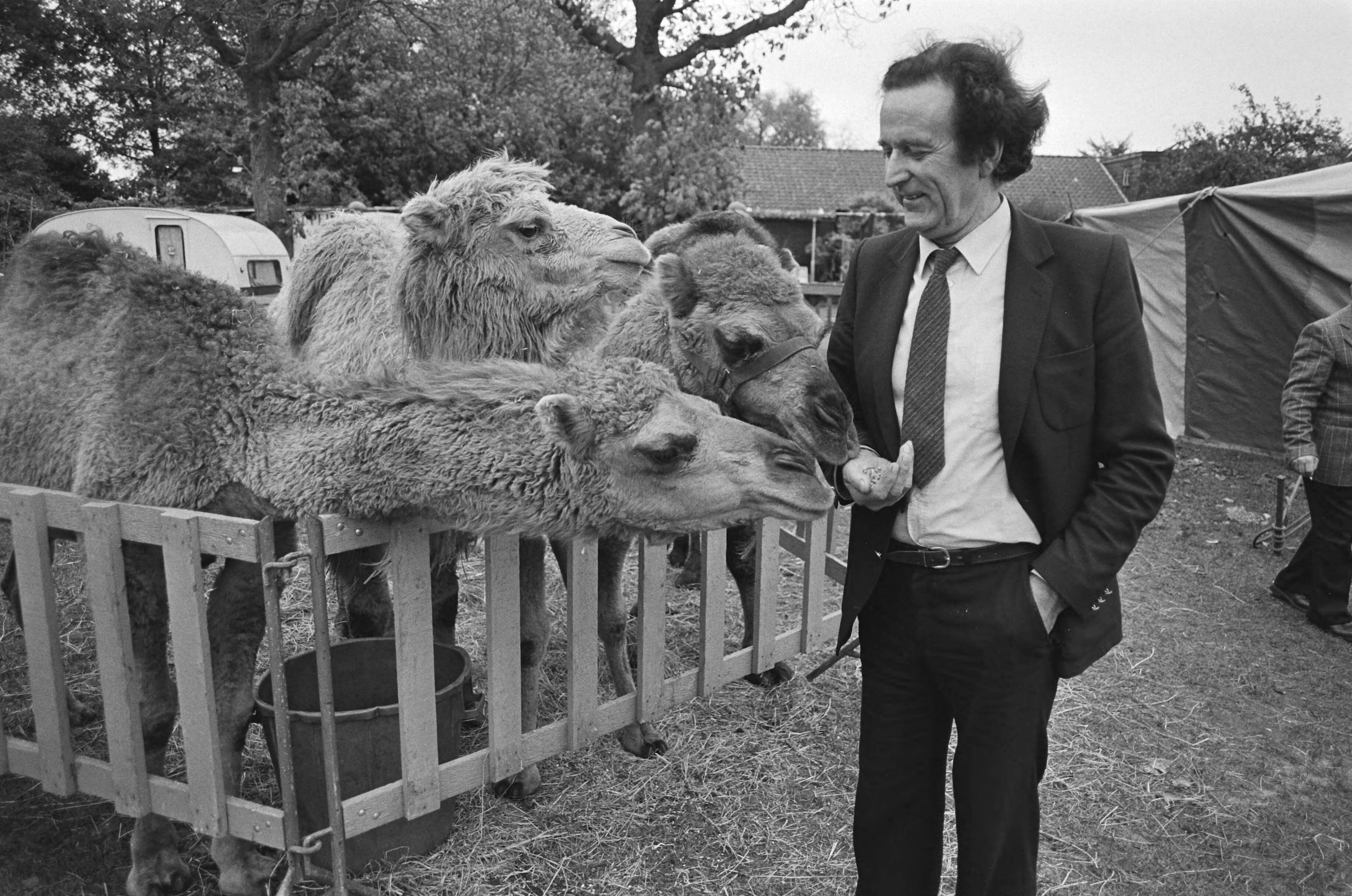 Fotocollectie Anefo — Circus Toni Boltini heeft in Laren allerlaatste voorstelling gegeven, einde van bijna 40 jarig bestaan grootste circus van Nederland, Boltini (60) bij kamelen / — Foto: Antonisse, Marcel / Anefo. Licentie: Set B: Rechtenvrij / Publiek Domein. Bron: Nationaal Archief. http://hdl.handle.net/10648/acec25fc-d0b4-102d-bcf8-003048976d84