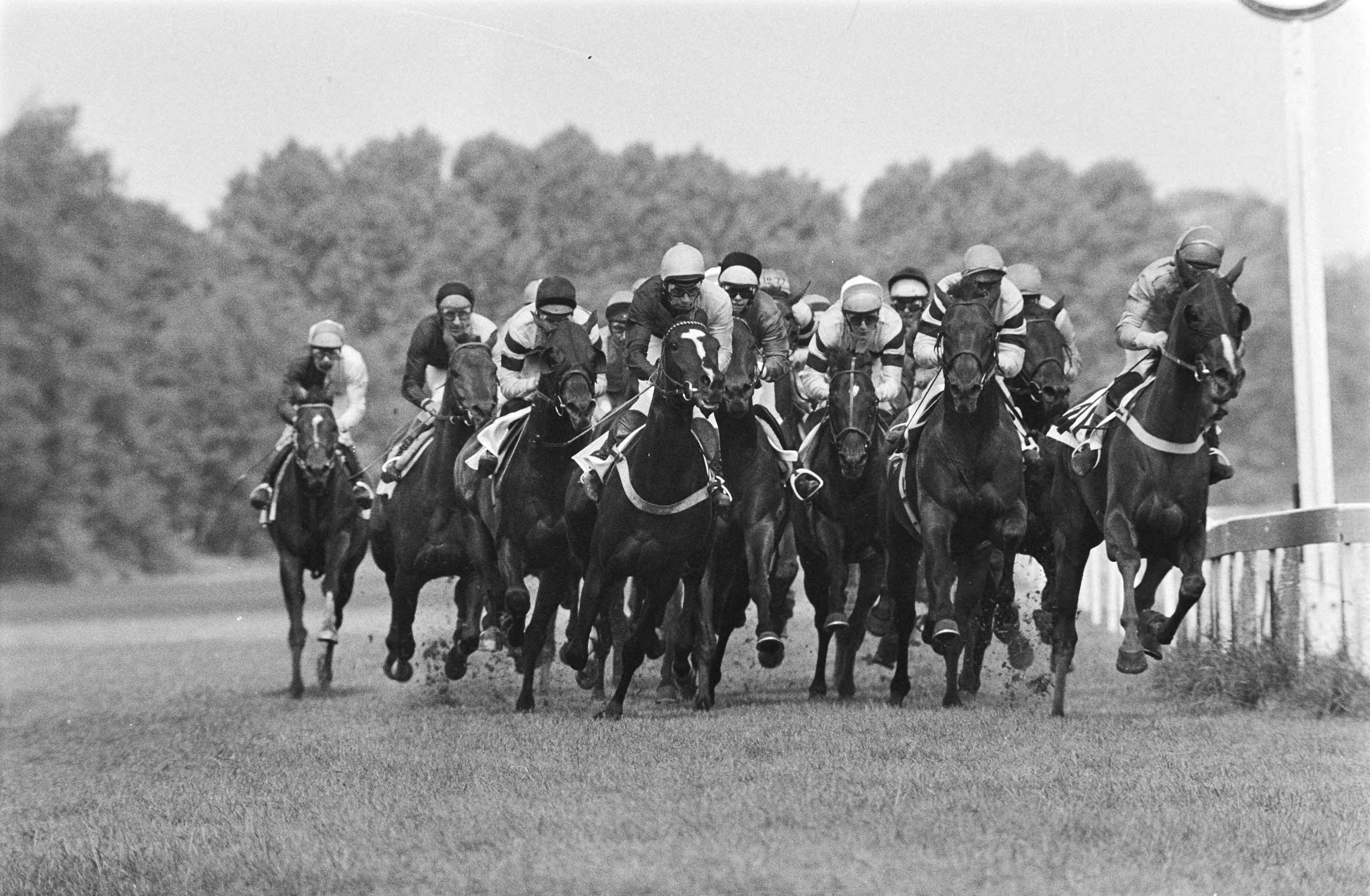 Fotocollectie Anefo — Paardenraces Duindigt 50e derby; het gehele veld — Foto: Suyk, Koen / Anefo. Licentie: Set B: Rechtenvrij / Publiek Domein. Bron: Nationaal Archief. http://hdl.handle.net/10648/acb854c0-d0b4-102d-bcf8-003048976d84