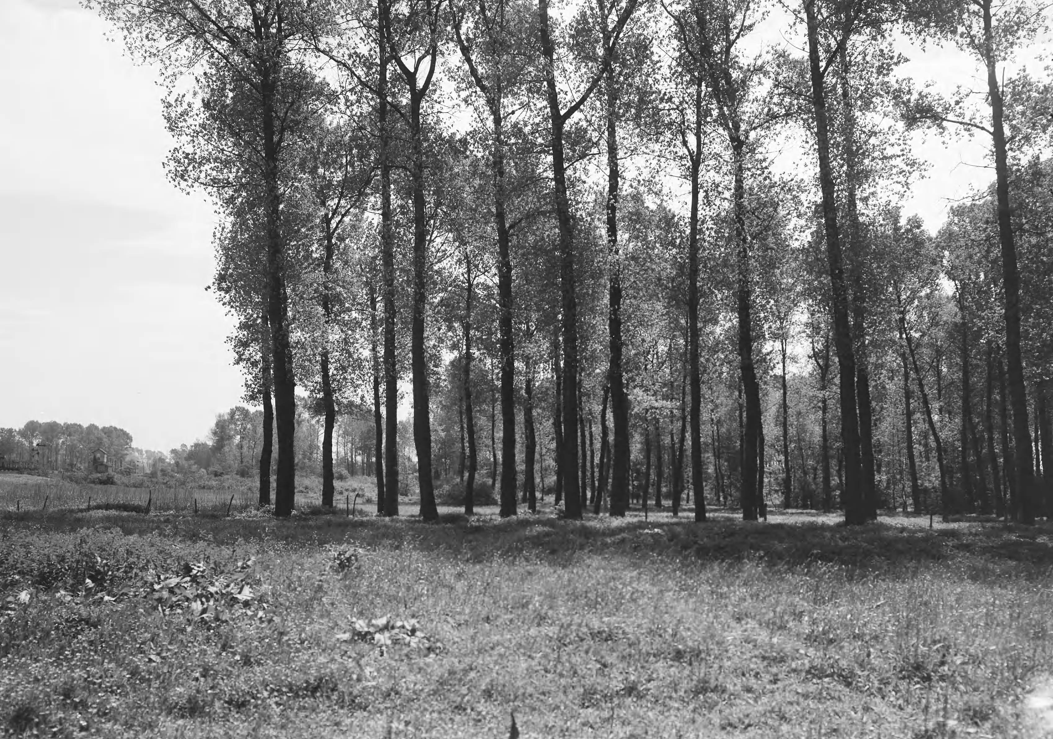 Fotocollectie Nederlandse Heidemaatschappij — plaats waar autoweg zal komen — Foto: Fotograaf Onbekend / Heidemij. Licentie: Set B: Rechtenvrij / Publiek Domein. Bron: Nationaal Archief. http://hdl.handle.net/10648/ae43e8ae-d0b4-102d-bcf8-003048976d84