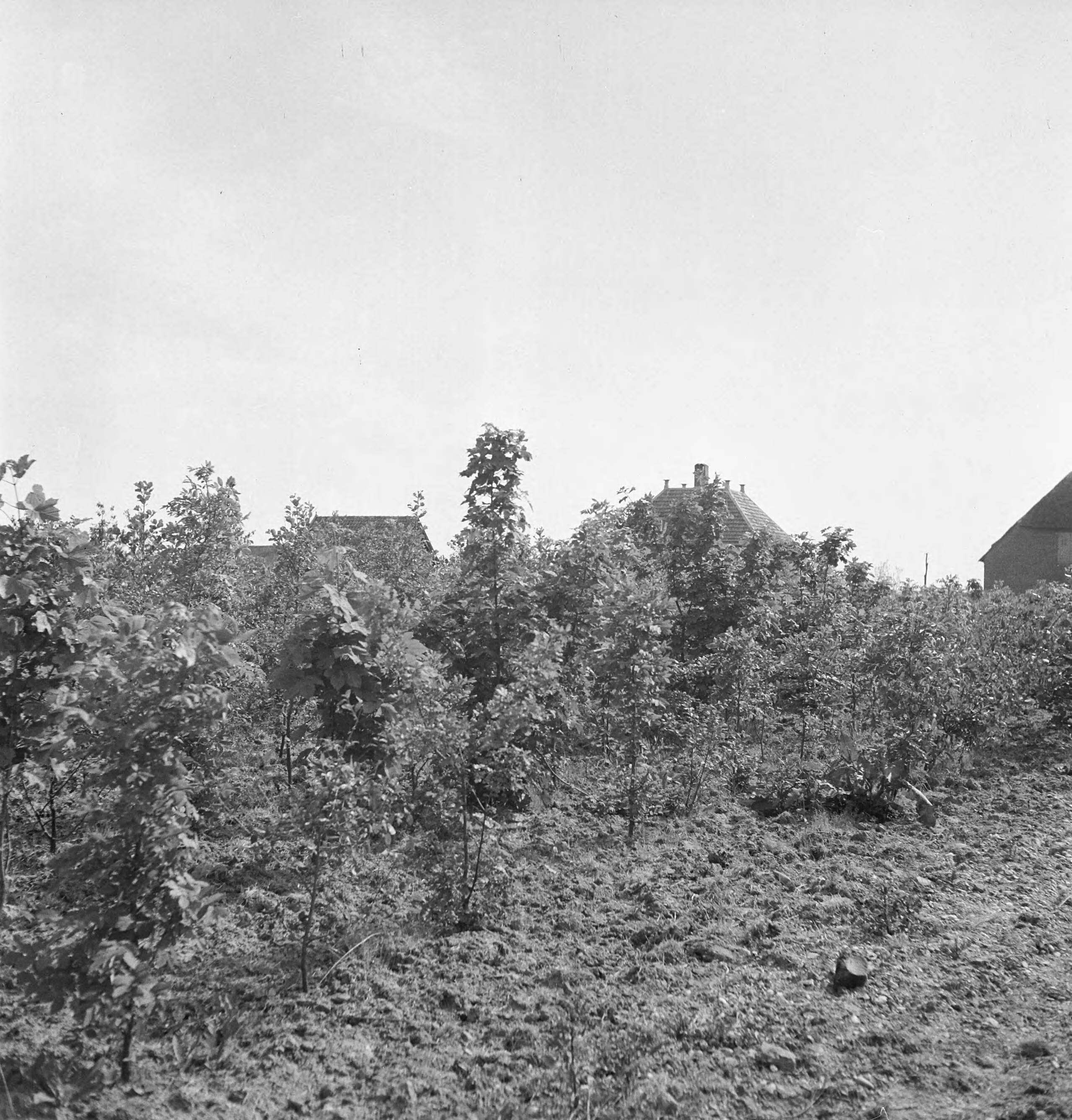 Fotocollectie Nederlandse Heidemaatschappij — [geen bijschrift. Wellicht herbeplanting landgoed "ter Hooge" in het 2e jaar van de aanleg — Foto: Tromp, [...] / Heidemij. Licentie: Set B: Rechtenvrij / Publiek Domein. Bron: Nationaal Archief. http://hdl.handle.net/10648/ae7ffc86-d0b4-102d-bcf8-003048976d84