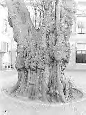 Fotocollectie Nederlandse Heidemaatschappij — Zuid-Holland|Rijswijk|diverse loofbomen |linden|burch huize den — Foto: Fotograaf Onbekend / Heidemij. Licentie: Set B: Rechtenvrij / Publiek Domein. Bron: Nationaal Archief. http://hdl.handle.net/10648/ae7d9e78-d0b4-102d-bcf8-003048976d84