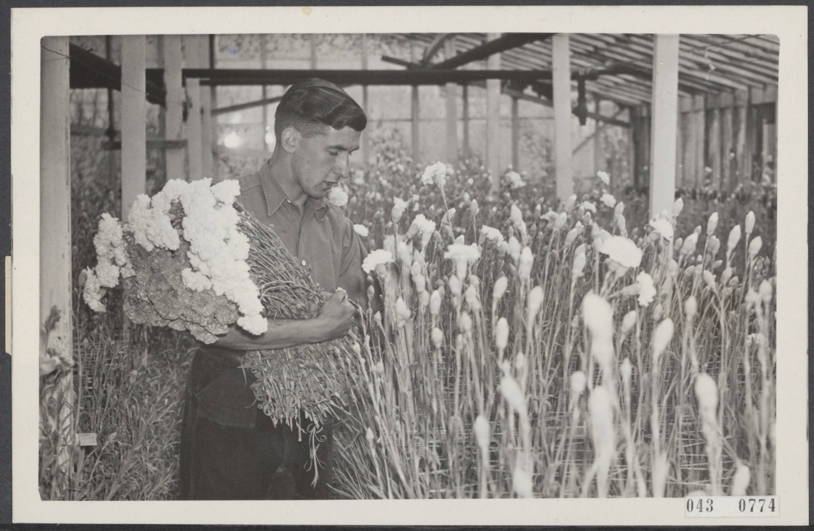 Fotocollectie Elsevier Binnenland — Anjers voor Anjerdag — Foto: ANP / RVD of rechtenvrij. Licentie: Set B: Rechtenvrij / Publiek Domein. Bron: Nationaal Archief. http://hdl.handle.net/10648/adf96126-d0b4-102d-bcf8-003048976d84