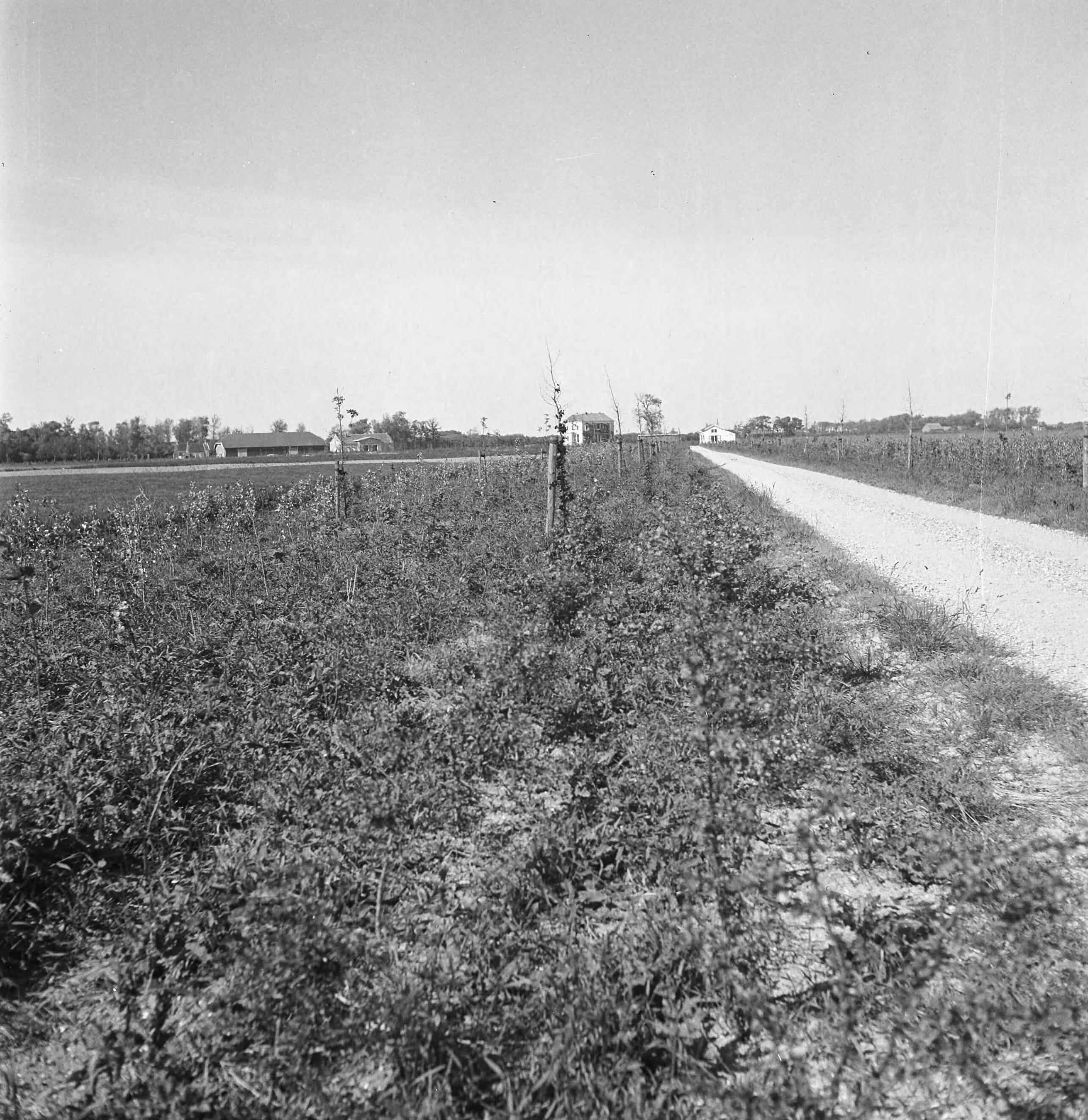 Fotocollectie Nederlandse Heidemaatschappij — [geen bijschrift. Wellicht herbeplanting landgoed "ter Hooge" in het 2e jaar van de aanleg — Foto: Tromp, [...] / Heidemij. Licentie: Set B: Rechtenvrij / Publiek Domein. Bron: Nationaal Archief. http://hdl.handle.net/10648/ae800316-d0b4-102d-bcf8-003048976d84