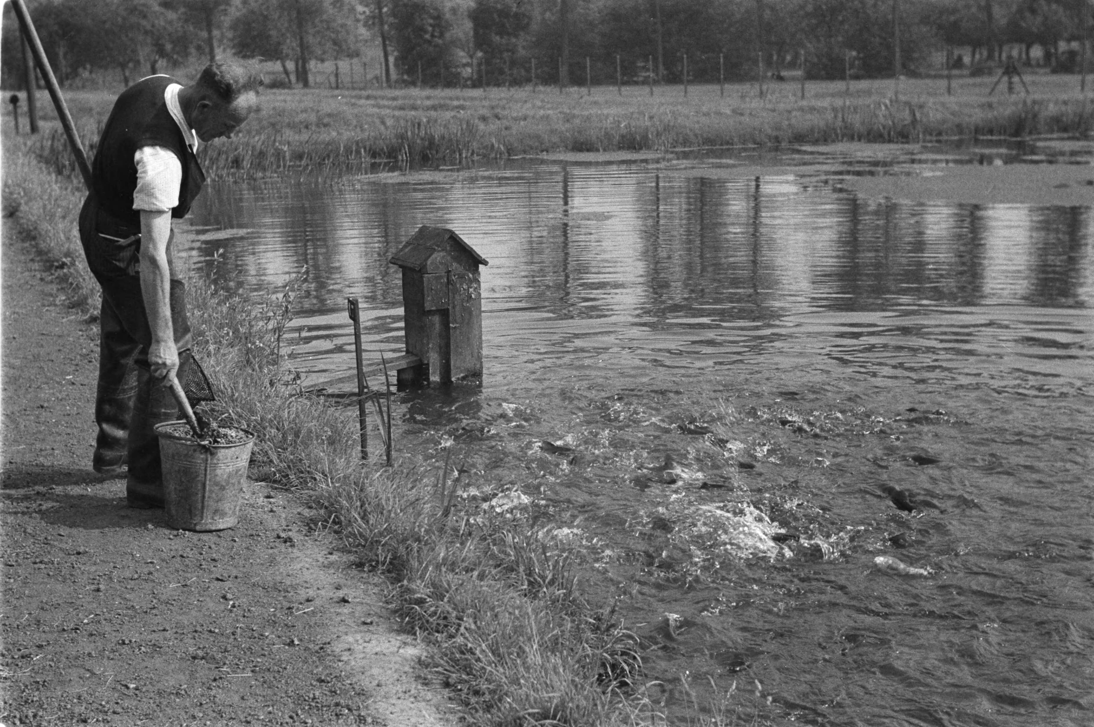 Fotocollectie Nederlandse Heidemaatschappij — Gulpen|visserij |viskwekerijen |forellenvijvers — Foto: Fotograaf Onbekend / Heidemij. Licentie: Set B: Rechtenvrij / Publiek Domein. Bron: Nationaal Archief. http://hdl.handle.net/10648/ae89f218-d0b4-102d-bcf8-003048976d84