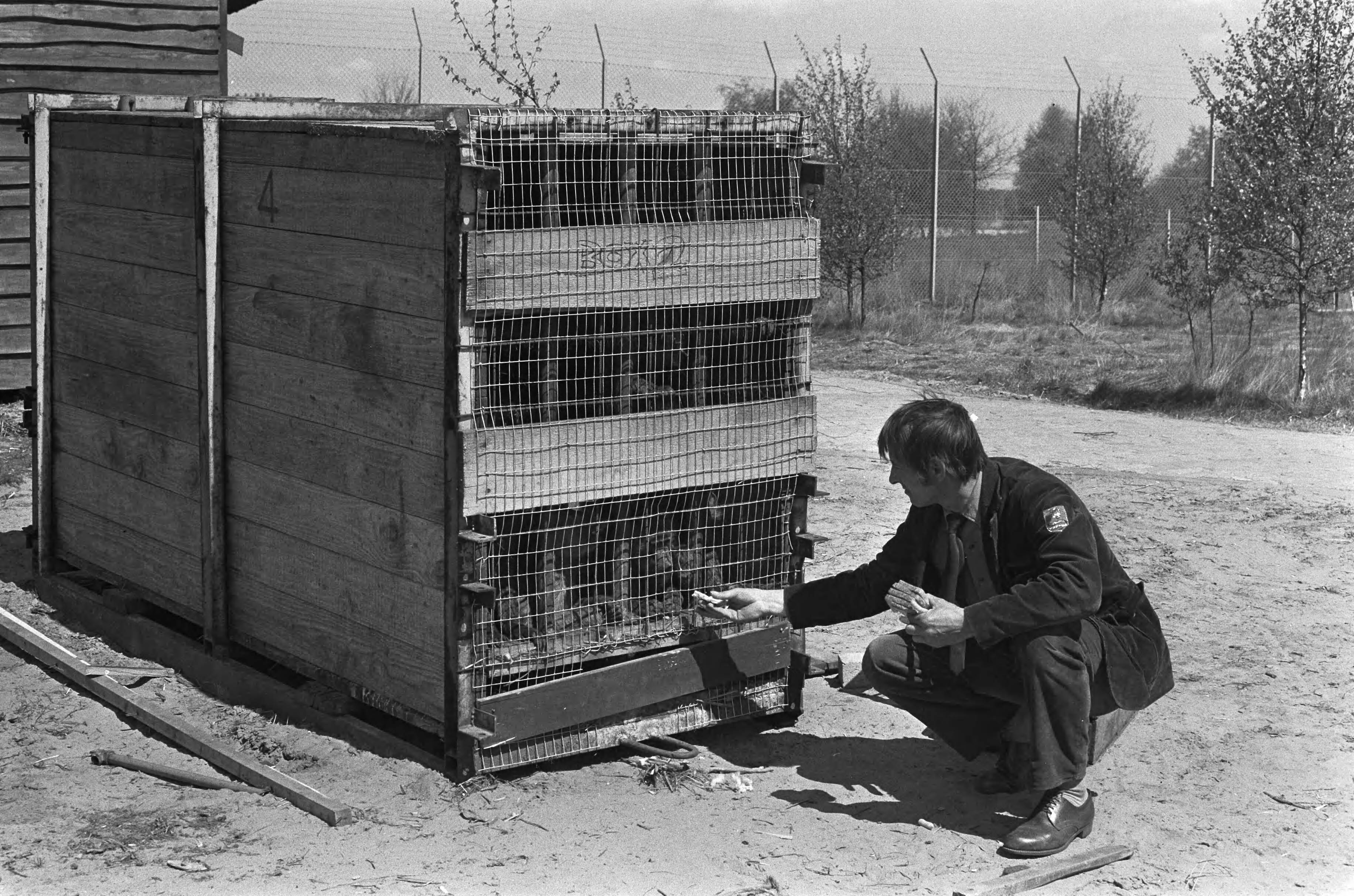 Fotocollectie Anefo — Tachtigtal bavianen van safaripark bij Hilvarenbeek worden weggebracht naar Spanje wegens overlast — Foto: Peters, Hans / Anefo. Licentie: Set B: Rechtenvrij / Publiek Domein. Bron: Nationaal Archief. http://hdl.handle.net/10648/ac2c665e-d0b4-102d-bcf8-003048976d84