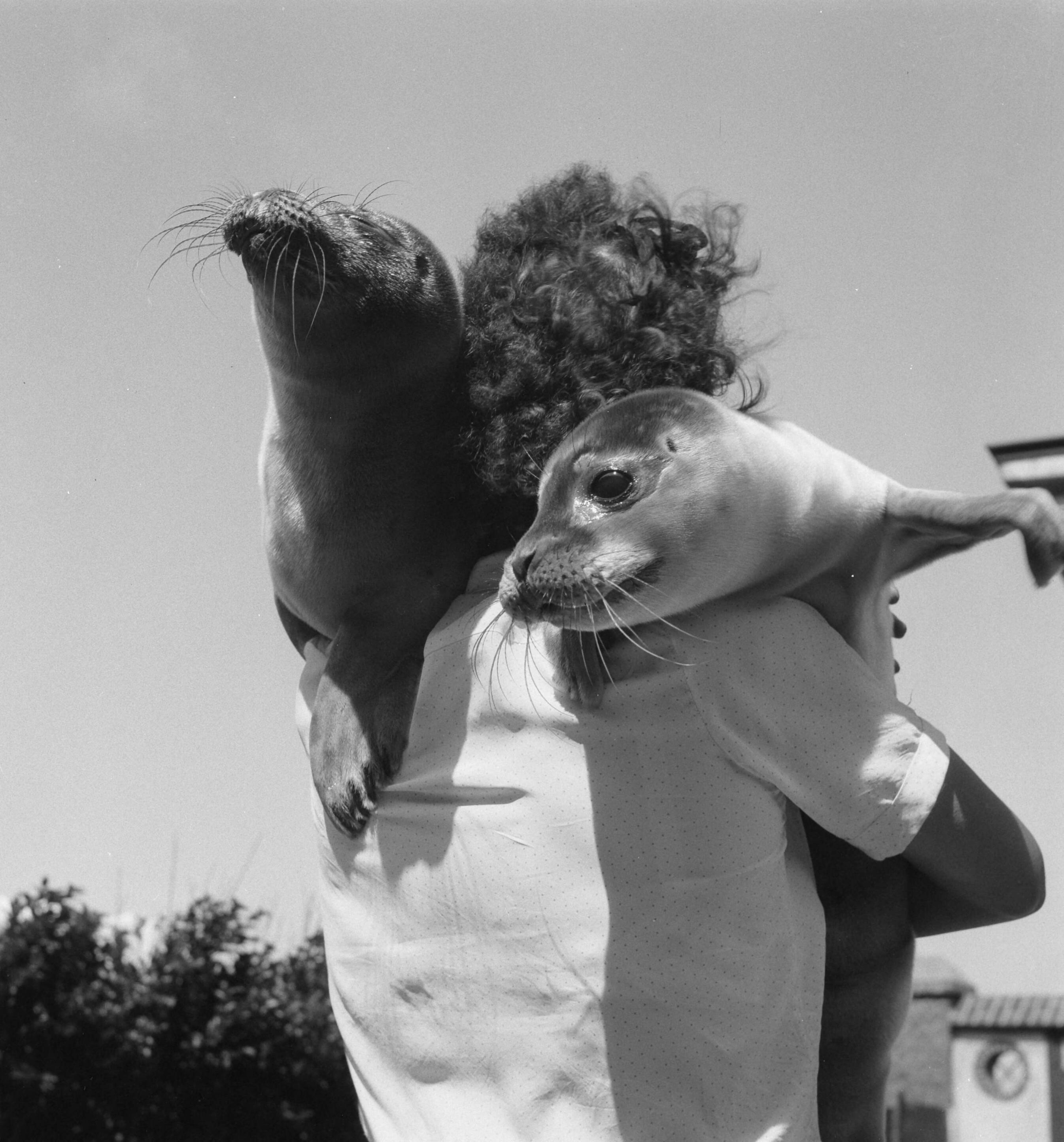 Fotocollectie Anefo — Mevr. Sissingh uit Vlissingen met de twee jonge zeehondjes — Foto: Noske, J.D. / Anefo. Licentie: Set B: Rechtenvrij / Publiek Domein. Bron: Nationaal Archief. http://hdl.handle.net/10648/a8dbe038-d0b4-102d-bcf8-003048976d84