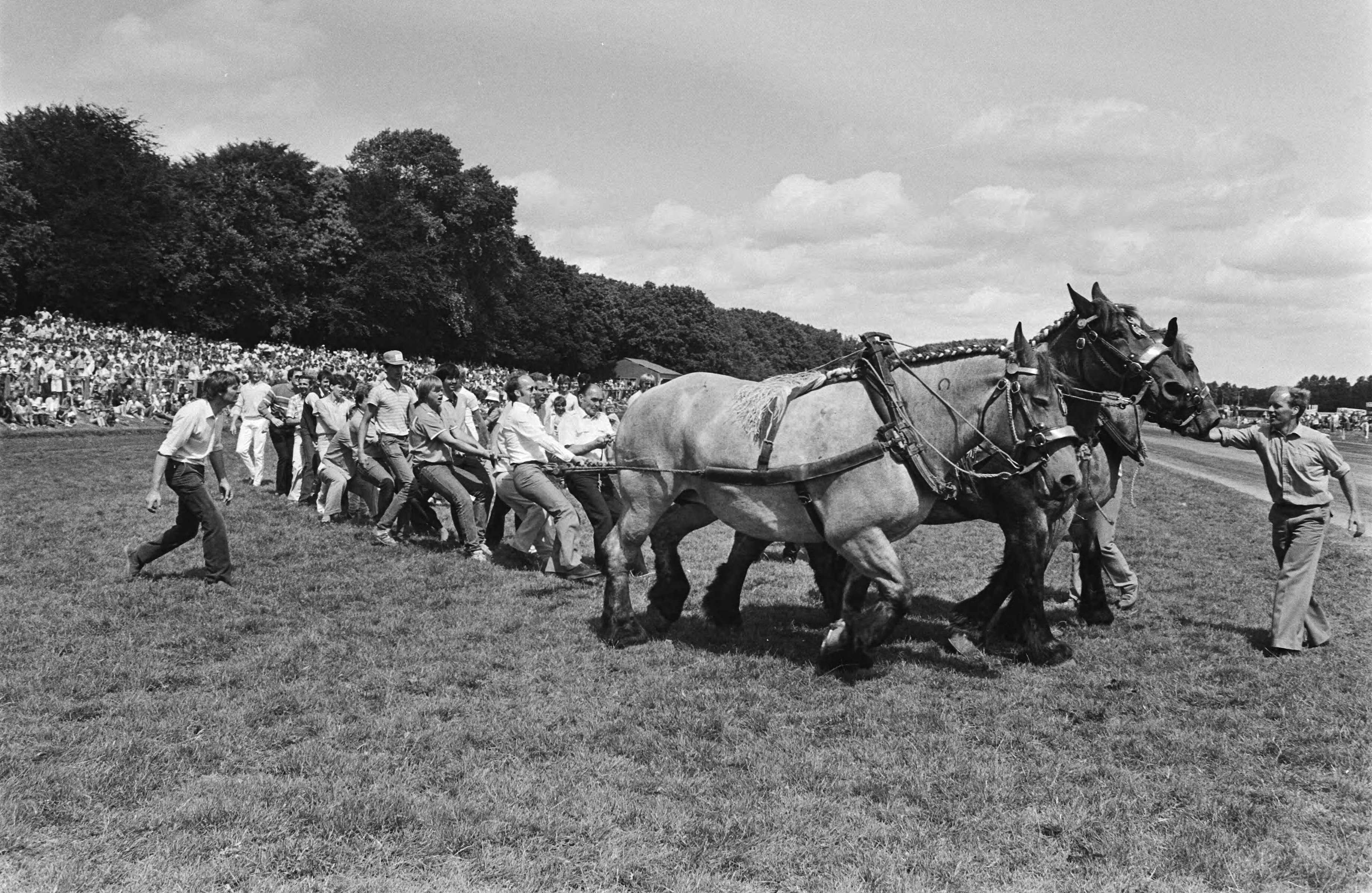 "Dag van het paard" op paardenrenbaan Duindigt — Touwtrekken tussen veertig mensen en drie paarden — Foto: Antonisse, Marcel / Anefo. Licentie: Set B: Rechtenvrij / Publiek Domein. Bron: Nationaal Archief. http://hdl.handle.net/10648/ad2beac0-d0b4-102d-bcf8-003048976d84