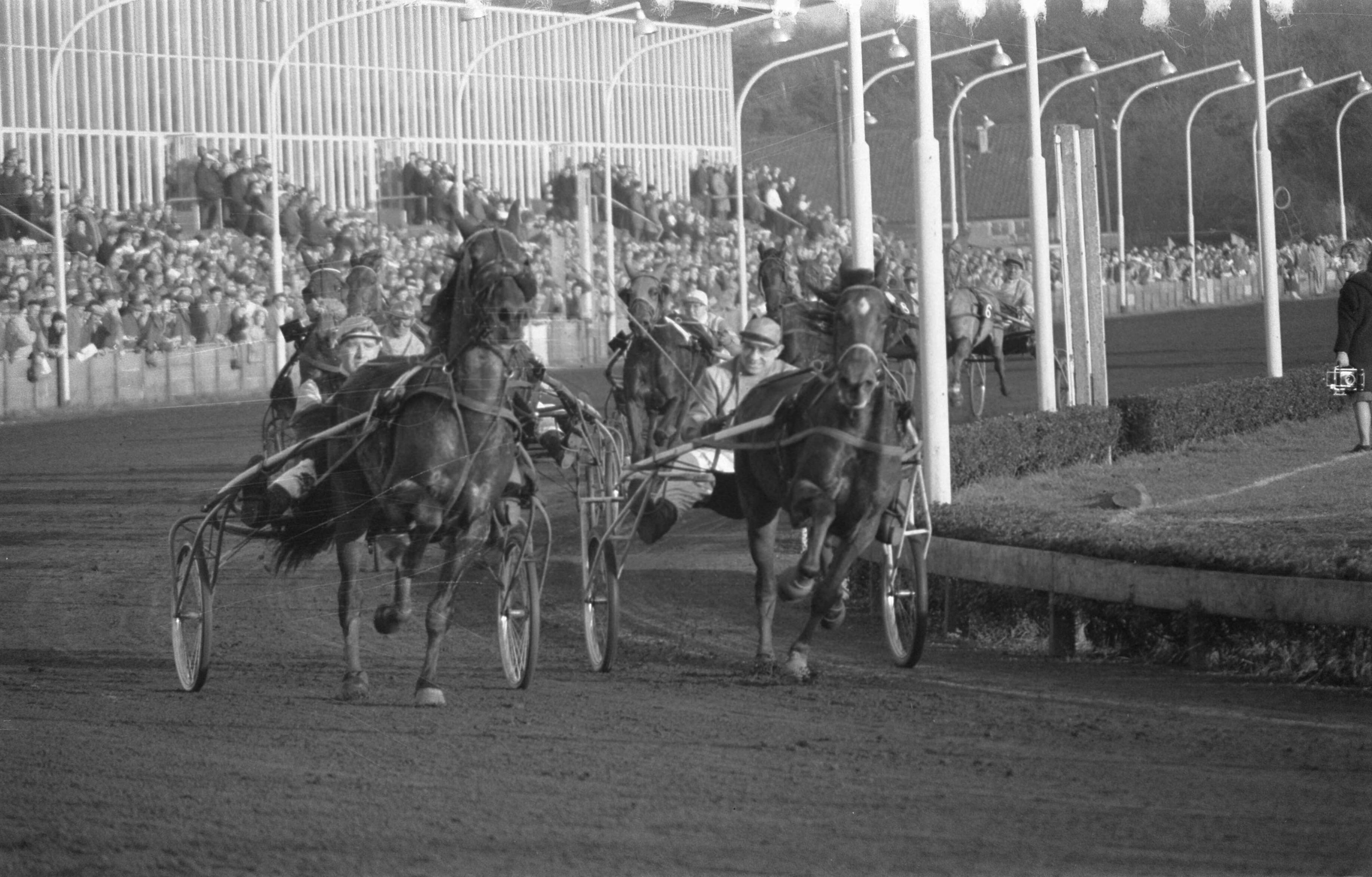 Fotocollectie Anefo — Draverijen te Hilversum, draverijen om de Stoombootprijs, links Veldkuil (winnaar) — Foto: Pot, Harry / Anefo. Licentie: Set B: Rechtenvrij / Publiek Domein. Bron: Nationaal Archief. http://hdl.handle.net/10648/a9a34736-d0b4-102d-bcf8-003048976d84