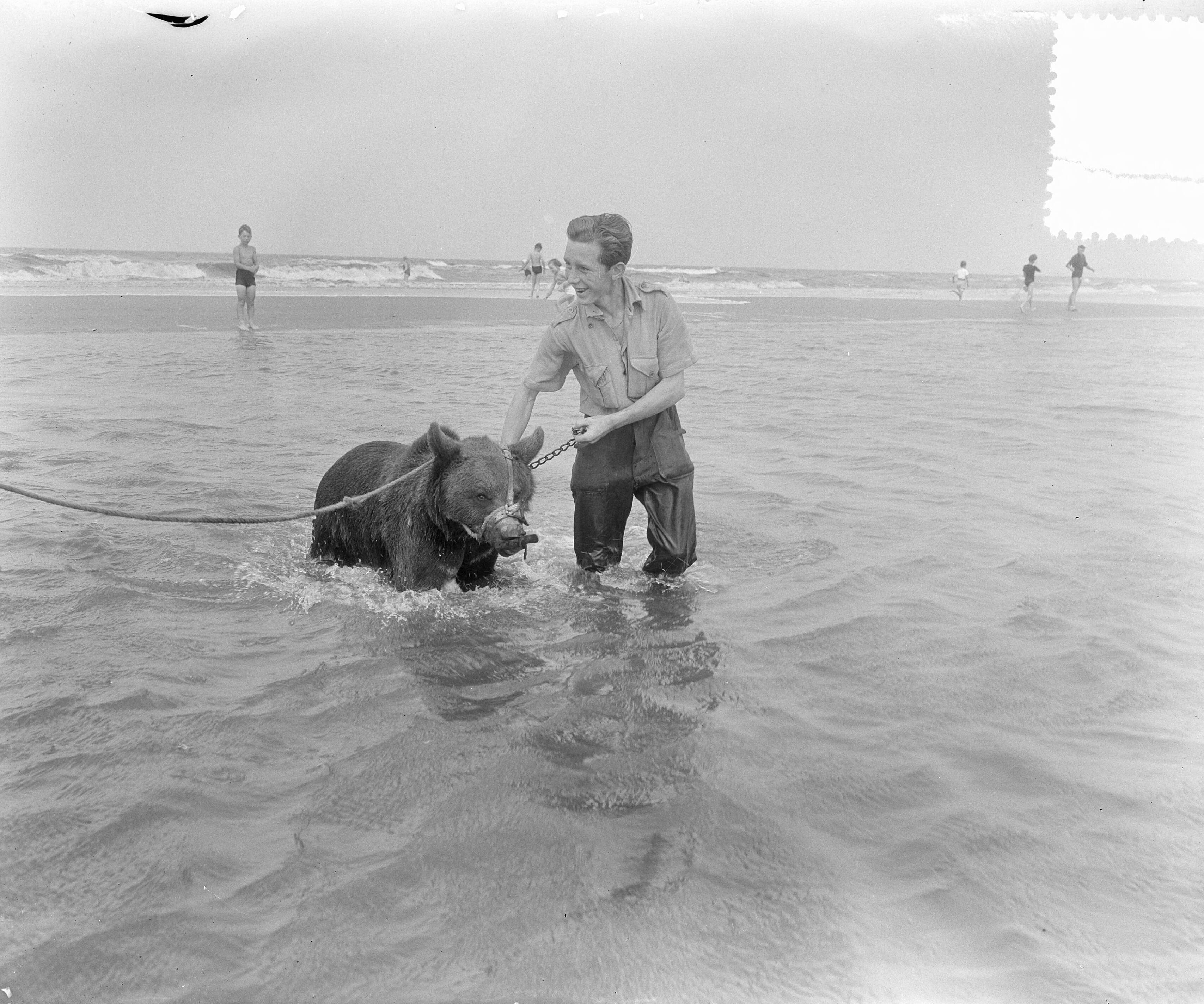 Fotocollectie Anefo — Beertje van circus baadt in zee van Zandvoort — Foto: Pot, Harry / Anefo. Licentie: Set B: Rechtenvrij / Publiek Domein. Bron: Nationaal Archief. http://hdl.handle.net/10648/a910f1ce-d0b4-102d-bcf8-003048976d84