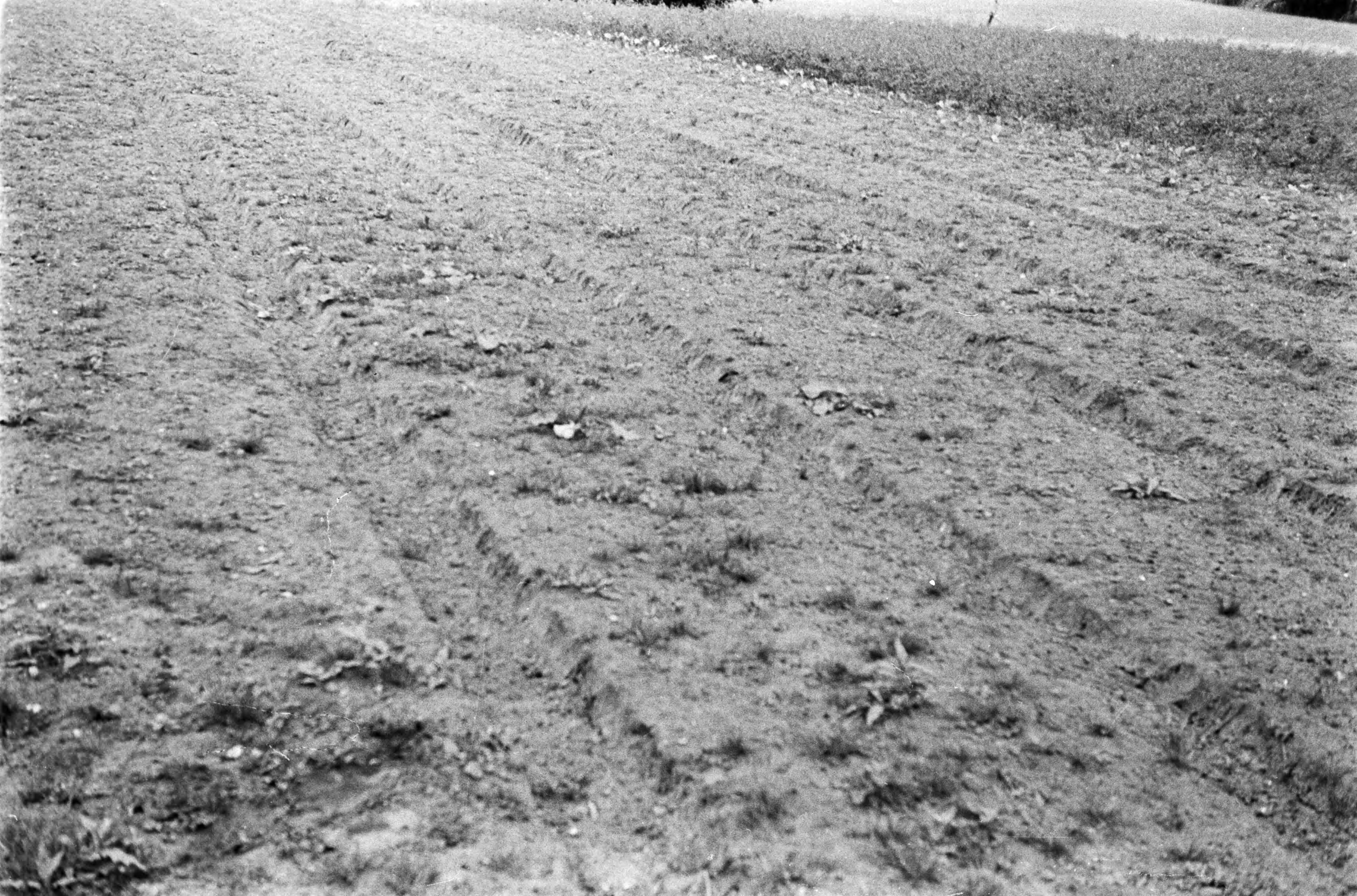 Fotocollectie Nederlandse Heidemaatschappij — Noord-Brabant|Zundert|bosbouw |proefzaaibedden |beukennoten — Foto: Fotograaf Onbekend / Heidemij. Licentie: Set B: Rechtenvrij / Publiek Domein. Bron: Nationaal Archief. http://hdl.handle.net/10648/ae894dd6-d0b4-102d-bcf8-003048976d84