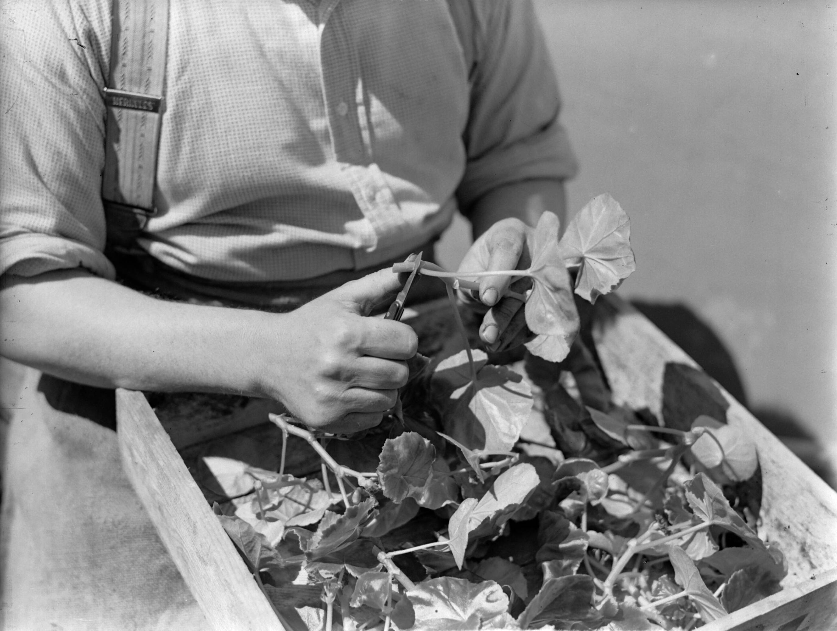 Productfoto's; plantenkas — Kweker met begonia in de plantenkas van de fa. D. Baardse in Aalsmeer — Foto: Poll, Willem van de. Licentie: Set B: Rechtenvrij / Publiek Domein. Bron: Nationaal Archief. http://hdl.handle.net/10648/ae9ebc3e-d0b4-102d-bcf8-003048976d84
