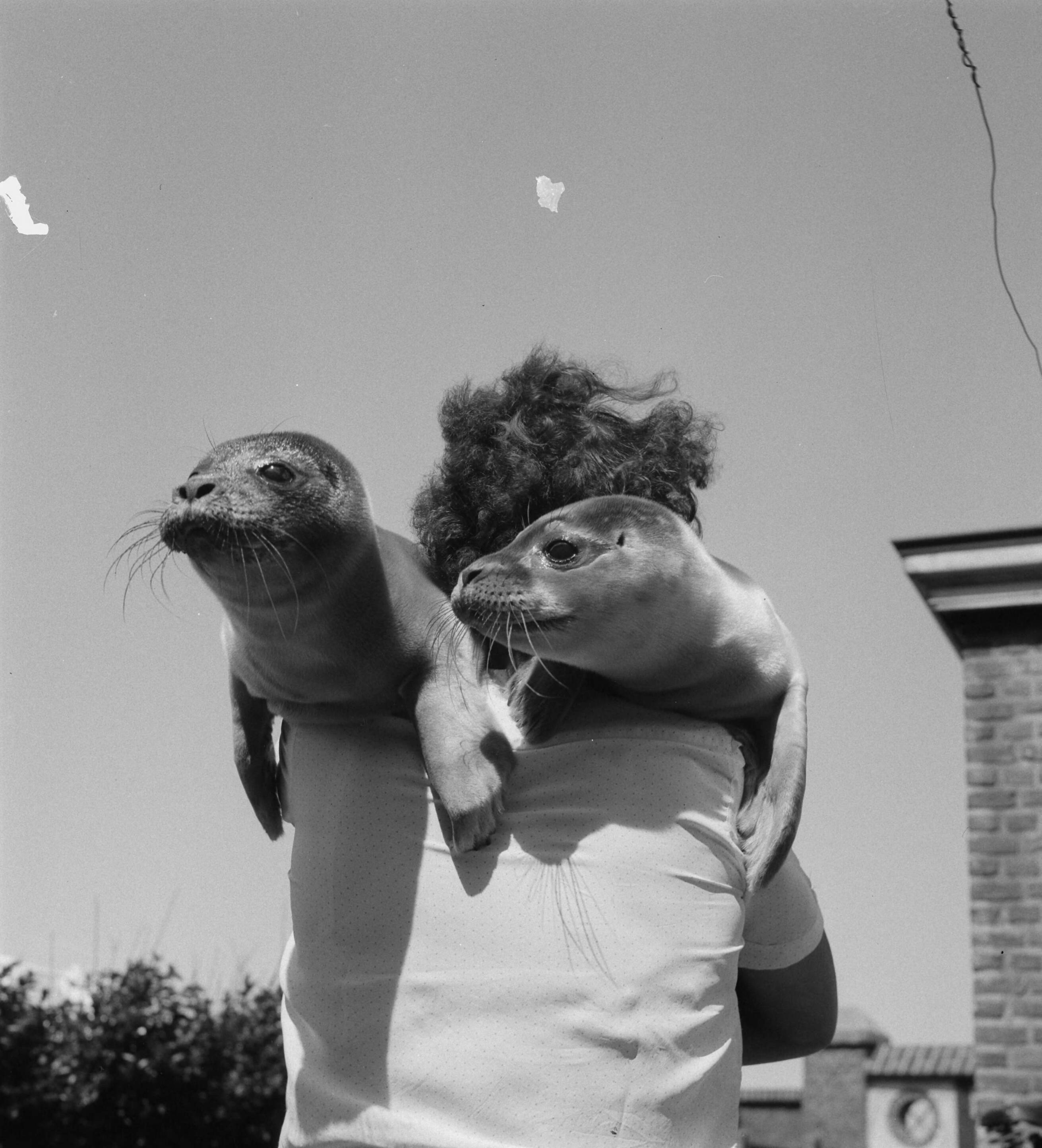 Zeehondjes — Mevrouw Sissingh (Vlissingen) net twee zeehondjes — Foto: Noske, J.D. / Anefo. Licentie: Set B: Rechtenvrij / Publiek Domein. Bron: Nationaal Archief. http://hdl.handle.net/10648/a8dbdb06-d0b4-102d-bcf8-003048976d84