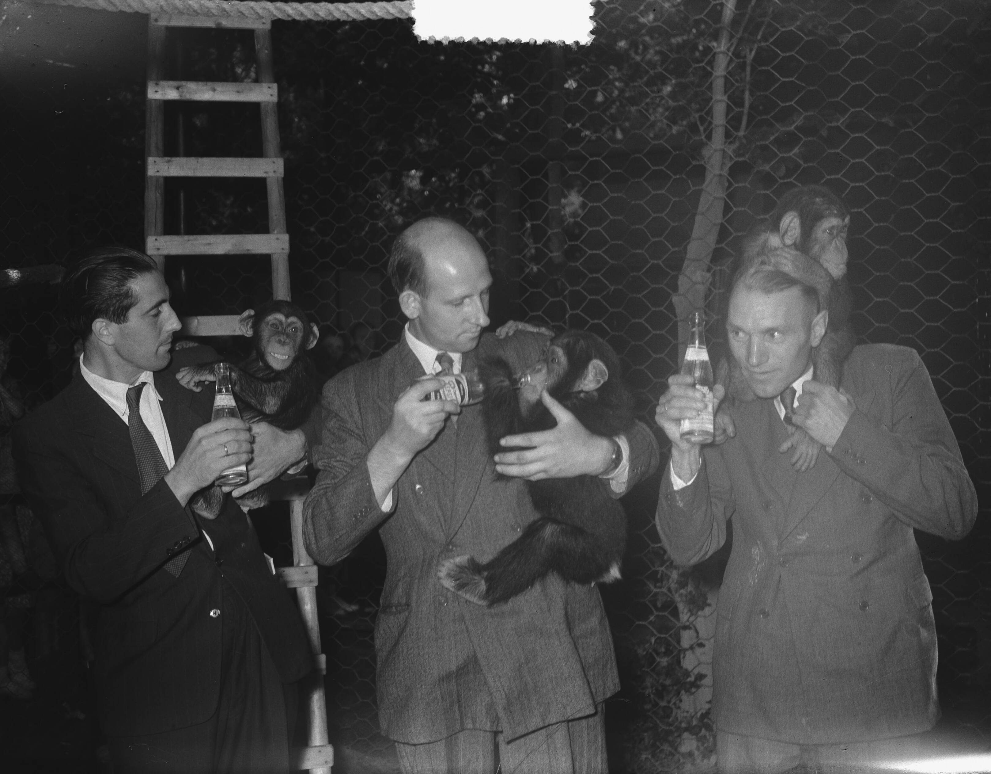 Fotocollectie Anefo — Dierenstewards van de KLM op Wassenaar — Foto: Vogel, Carel L. de / Anefo. Licentie: Set B: Rechtenvrij / Publiek Domein. Bron: Nationaal Archief. http://hdl.handle.net/10648/a8ee79b4-d0b4-102d-bcf8-003048976d84