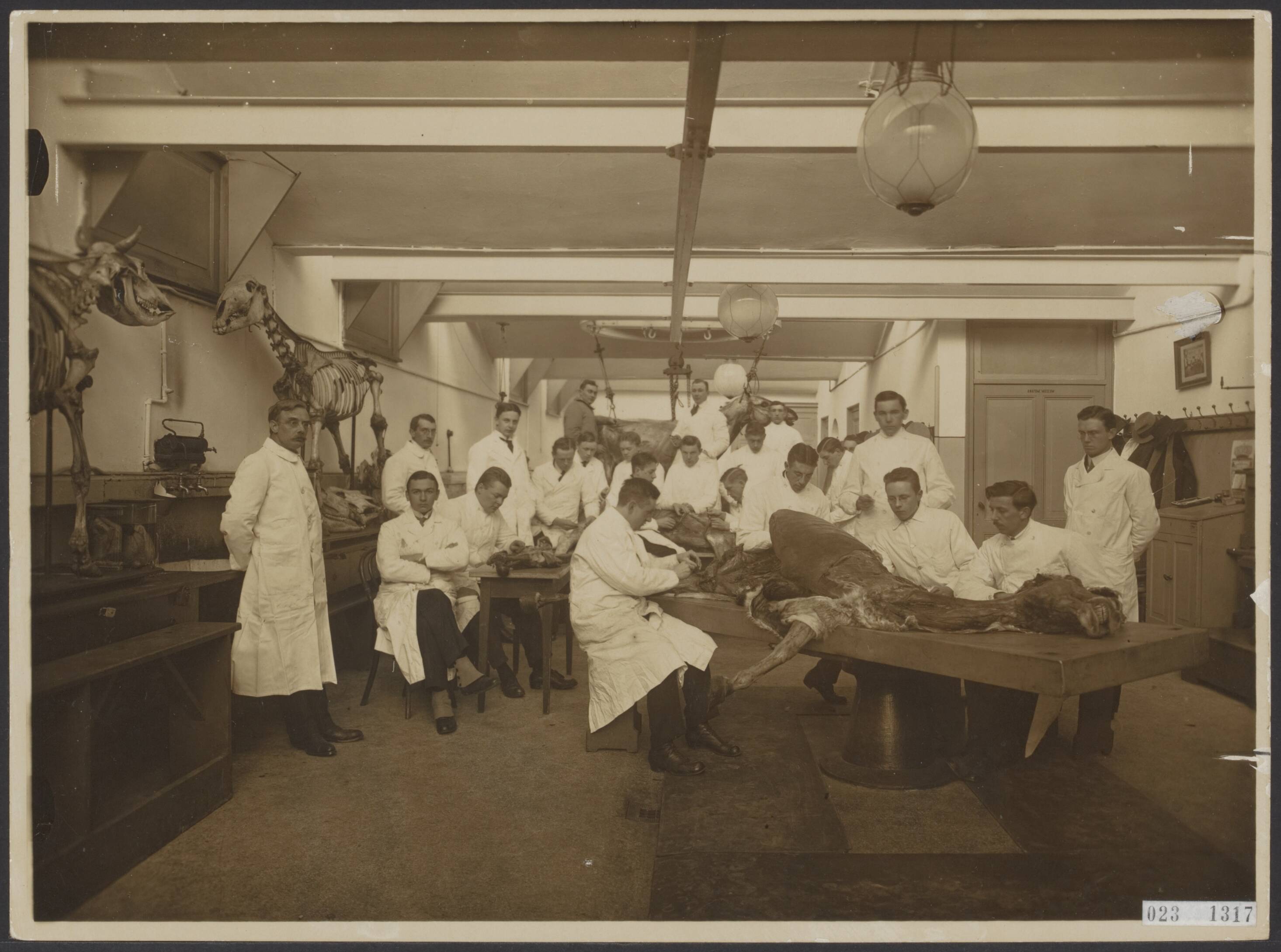 Fotocollectie Elsevier Binnenland — Ontleden van een paard. Praktisch onderwijs bij de Rijksveeartsenijschool te Utrecht — Foto: N.V. Vereenigde Fotobureaux. Licentie: Set B: Rechtenvrij / Publiek Domein. Bron: Nationaal Archief. http://hdl.handle.net/10648/add6a17c-d0b4-102d-bcf8-003048976d84