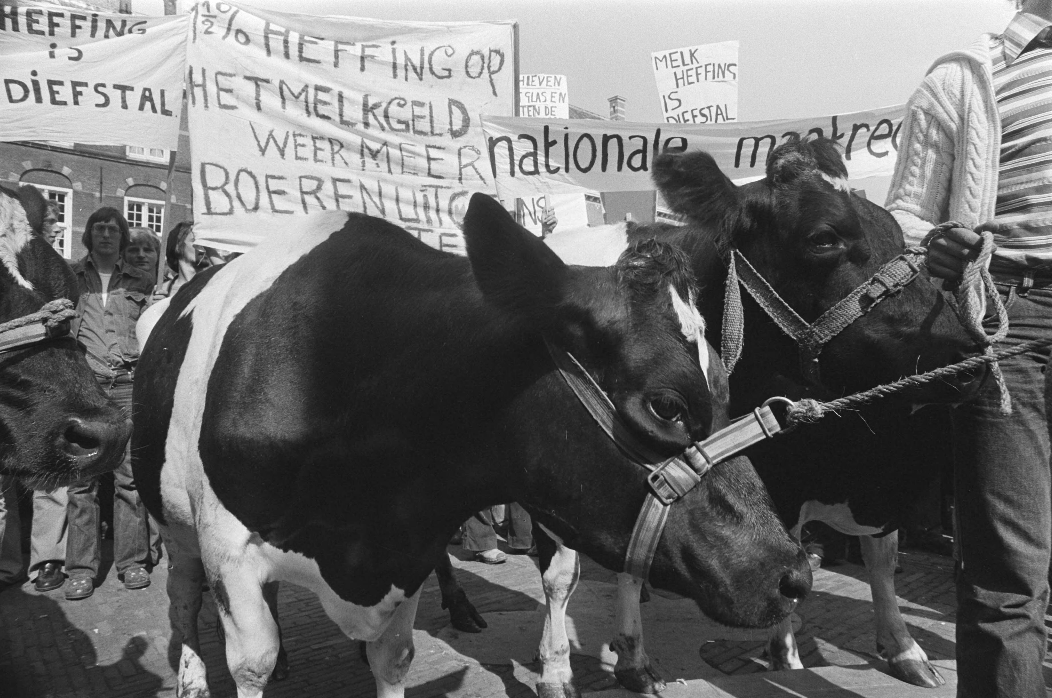 Fotocollectie Anefo — Boeren demonstreren tegen melkheffing op Binnenhof in Den Haag ; koeien — Foto: Suyk, Koen / Anefo. Licentie: Set B: Rechtenvrij / Publiek Domein. Bron: Nationaal Archief. http://hdl.handle.net/10648/aca2aeea-d0b4-102d-bcf8-003048976d84