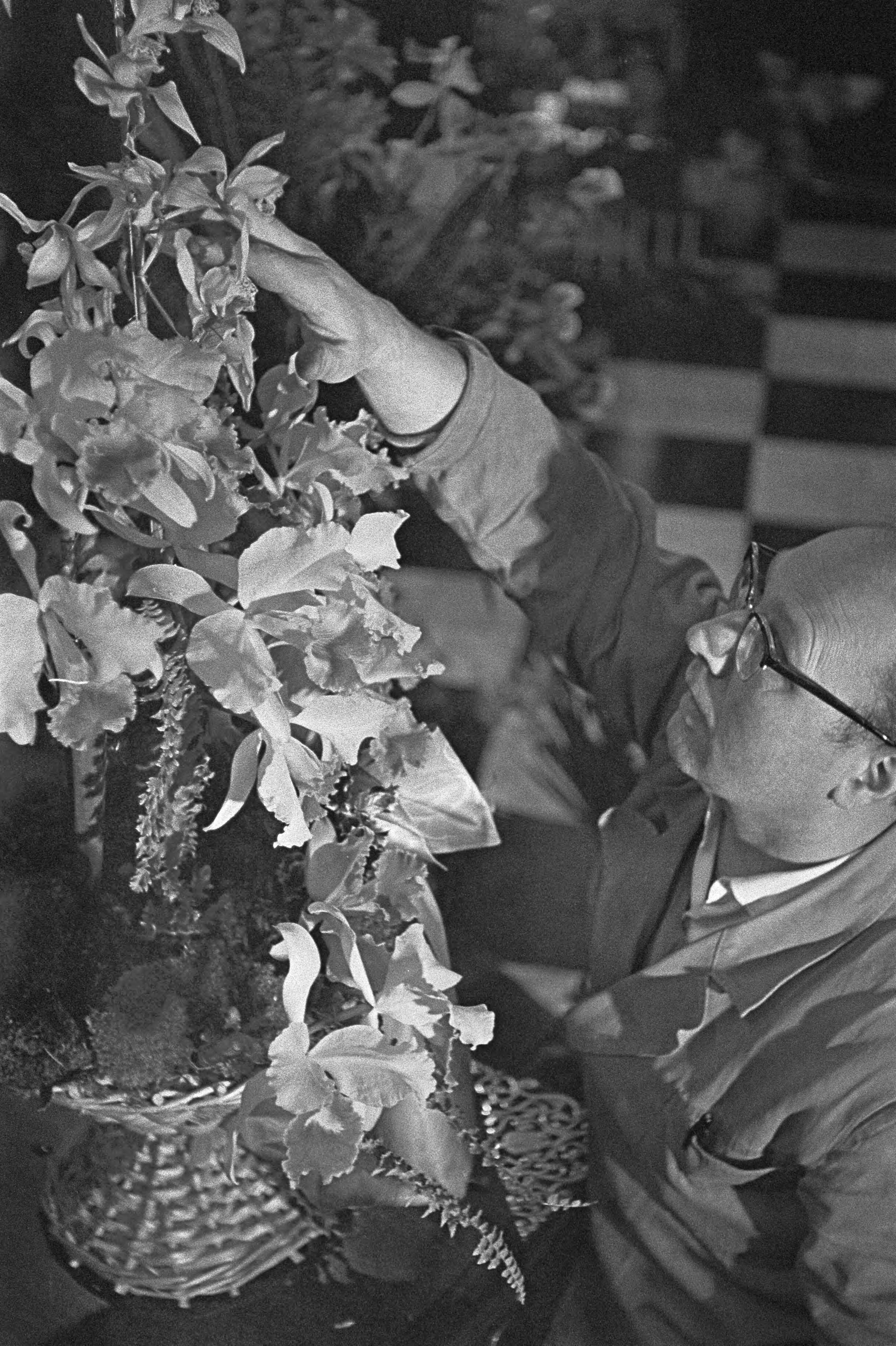 Fotocollectie Anefo — Flowershop te Haarlem levert elf bloemstukken voor het huwelijk van de Sjah van Perzië, de heer Schrama bezig met het schikken van orchideëen — Foto: Pot, Harry / Anefo. Licentie: Set B: Rechtenvrij / Publiek Domein. Bron: Nationaal Archief. http://hdl.handle.net/10648/a9a3e95c-d0b4-102d-bcf8-003048976d84