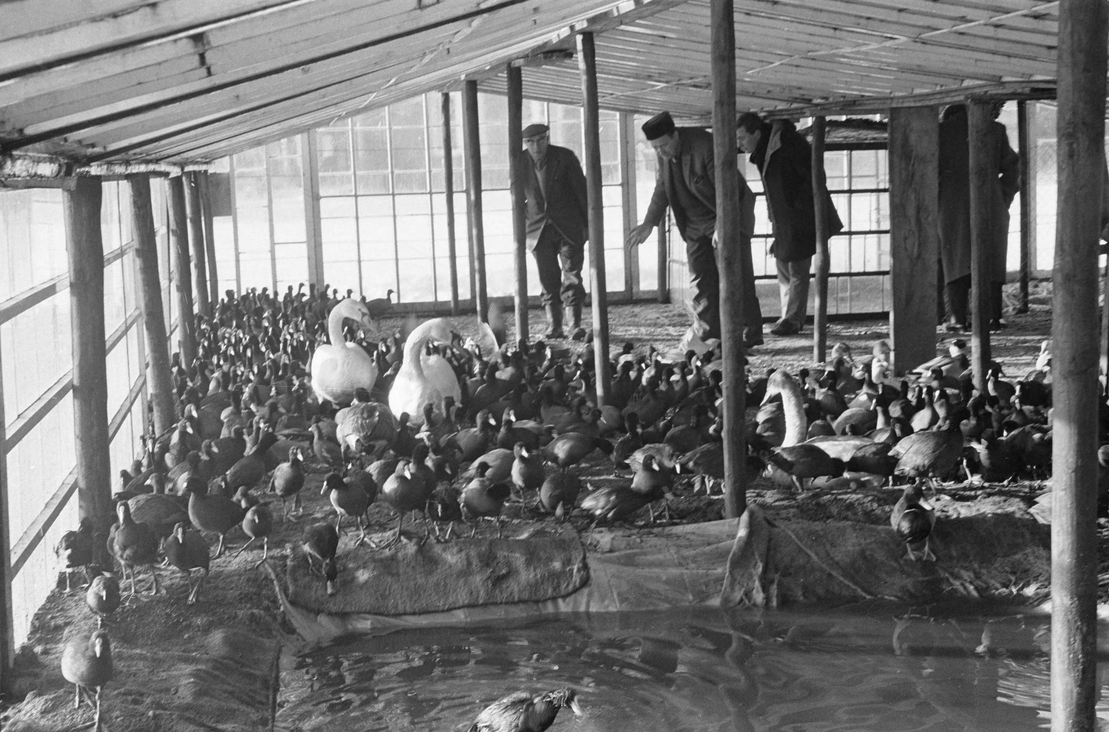 Fotocollectie Anefo — Vogelhulp in broeikassen stadskwekerijen te Haarlem, de verkleumde vogels in de kas — Foto: Pot, Harry / Anefo. Licentie: Set B: Rechtenvrij / Publiek Domein. Bron: Nationaal Archief. http://hdl.handle.net/10648/aa26e53c-d0b4-102d-bcf8-003048976d84