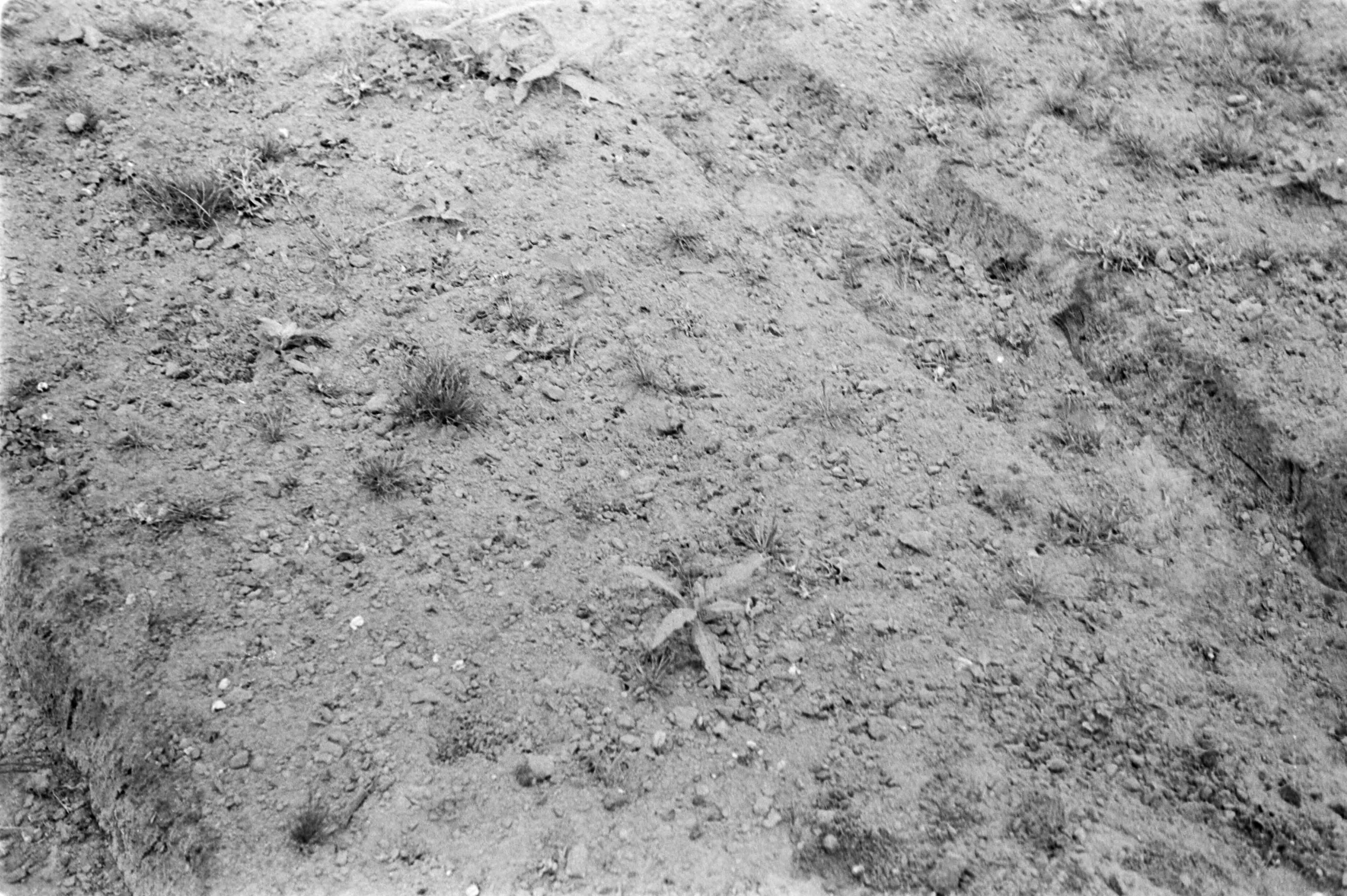 Fotocollectie Nederlandse Heidemaatschappij — Noord-Brabant|Zundert|bosbouw |proefzaaibedden |beukennoten — Foto: Fotograaf Onbekend / Heidemij. Licentie: Set B: Rechtenvrij / Publiek Domein. Bron: Nationaal Archief. http://hdl.handle.net/10648/ae894c6e-d0b4-102d-bcf8-003048976d84
