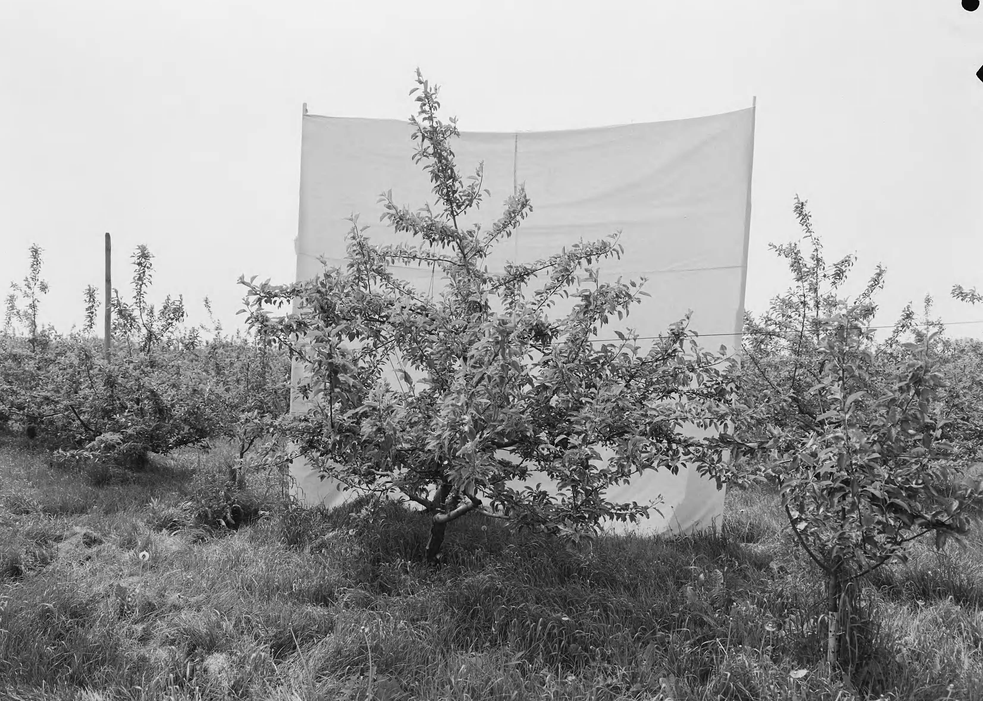 Fotocollectie Nederlandse Heidemaatschappij — Boomgaard Fruitteeltschool te Houten. Cox Orange IV 10 jaar — Foto: Eyssen, [...] / Heidemij. Licentie: Set B: Rechtenvrij / Publiek Domein. Bron: Nationaal Archief. http://hdl.handle.net/10648/ae762530-d0b4-102d-bcf8-003048976d84