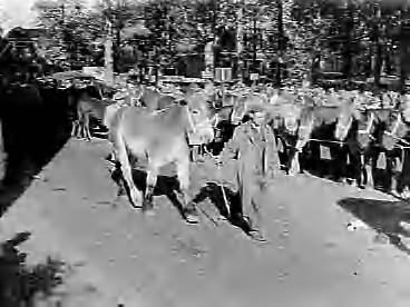 Fotocollectie Anefo — Paardenmarkt in Zuidlaren — Foto: Rossem, Wim van / Anefo. Licentie: Set B: Rechtenvrij / Publiek Domein. Bron: Nationaal Archief. http://hdl.handle.net/10648/a986f02c-d0b4-102d-bcf8-003048976d84