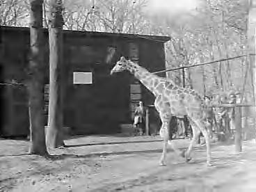 Fotocollectie Anefo — Giraffe voor dierenpark Wassenaar wordt "geleverd" door warenhuis De Bijenkorf te Den Haag n.a.v. eerder verschenen advertentie. Giraffe Lilou zet haar eerste schreven in het diernpark — Foto: Rossem, Wim van / Anefo. Licentie: Set B: Rechtenvrij / Publiek Domein. Bron: Nationaal Archief. http://hdl.handle.net/10648/a95d2f12-d0b4-102d-bcf8-003048976d84