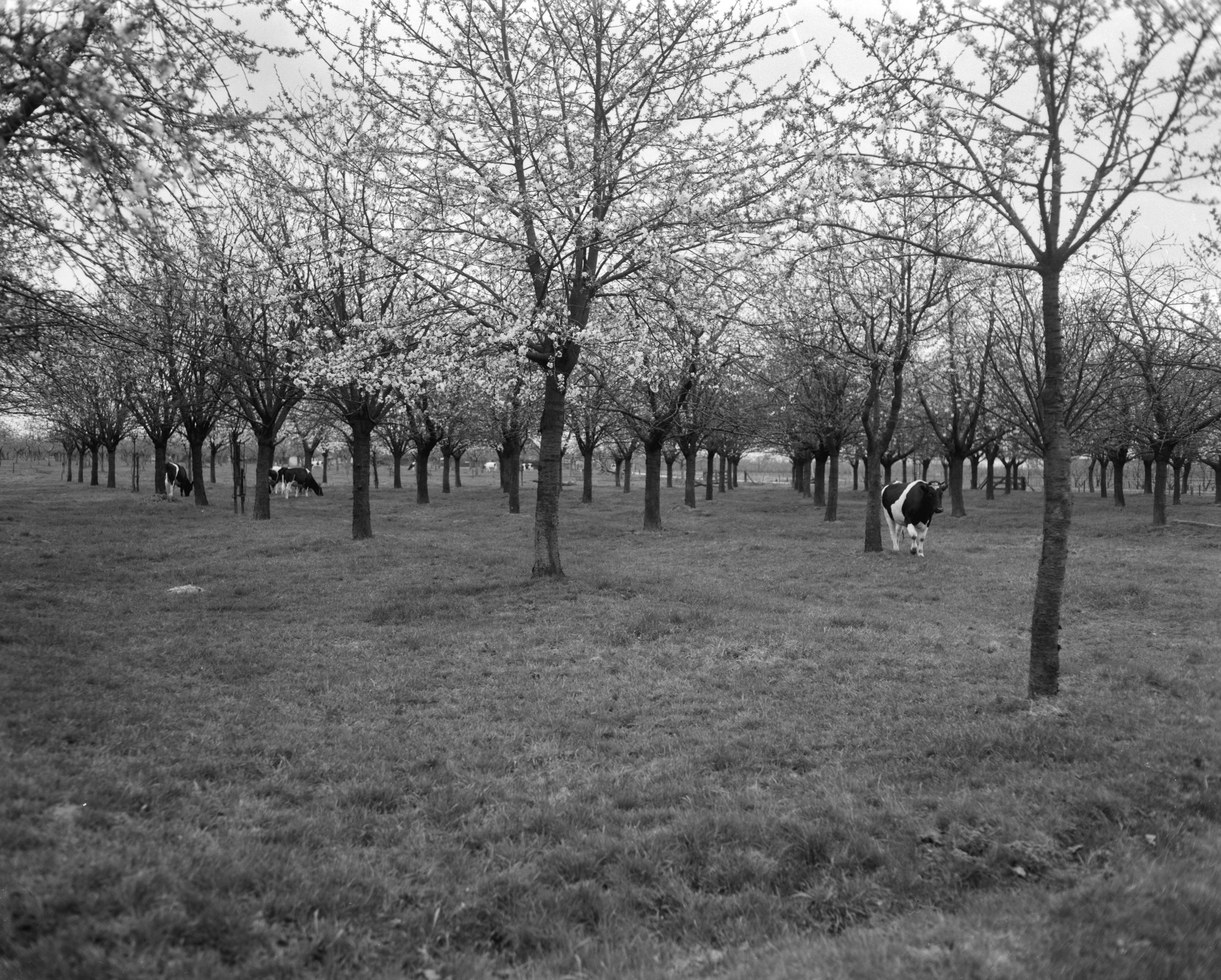 Fotocollectie Anefo — De eerste kersenboomgaarden in bloei, omgeving Bunnik (provincie Utrecht), bloeiende kersenboomgaard met koeien — Foto: Bilsen, Joop van / Anefo. Licentie: Set B: Rechtenvrij / Publiek Domein. Bron: Nationaal Archief. http://hdl.handle.net/10648/aa6548ae-d0b4-102d-bcf8-003048976d84