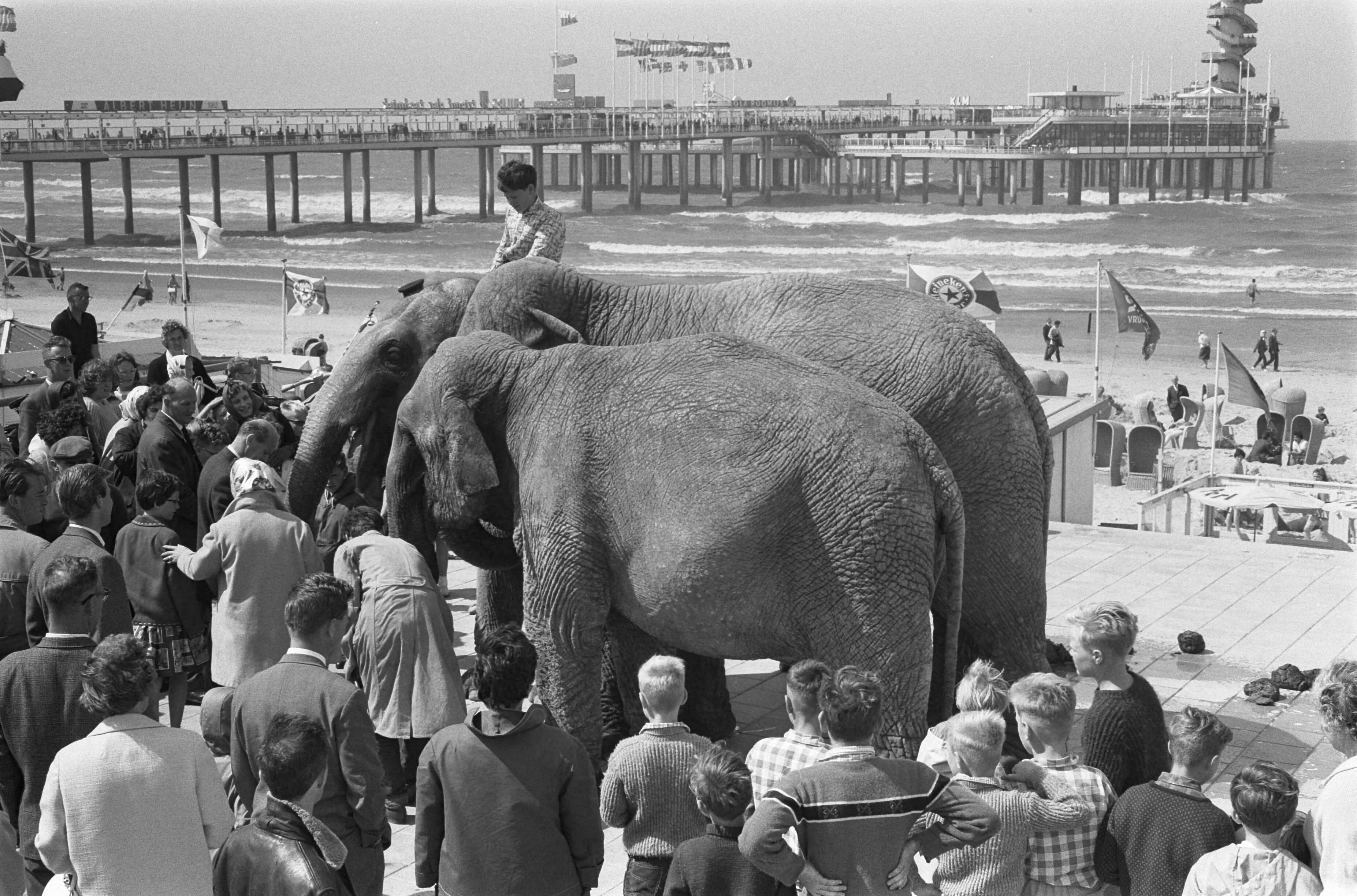 Fotocollectie Anefo — Zandbouwwedstrijd te Scheveningen. Olifanten van circus Strassburger op het strand — Foto: Pot, Harry / Anefo. Licentie: Set B: Rechtenvrij / Publiek Domein. Bron: Nationaal Archief. http://hdl.handle.net/10648/aa13ca1a-d0b4-102d-bcf8-003048976d84