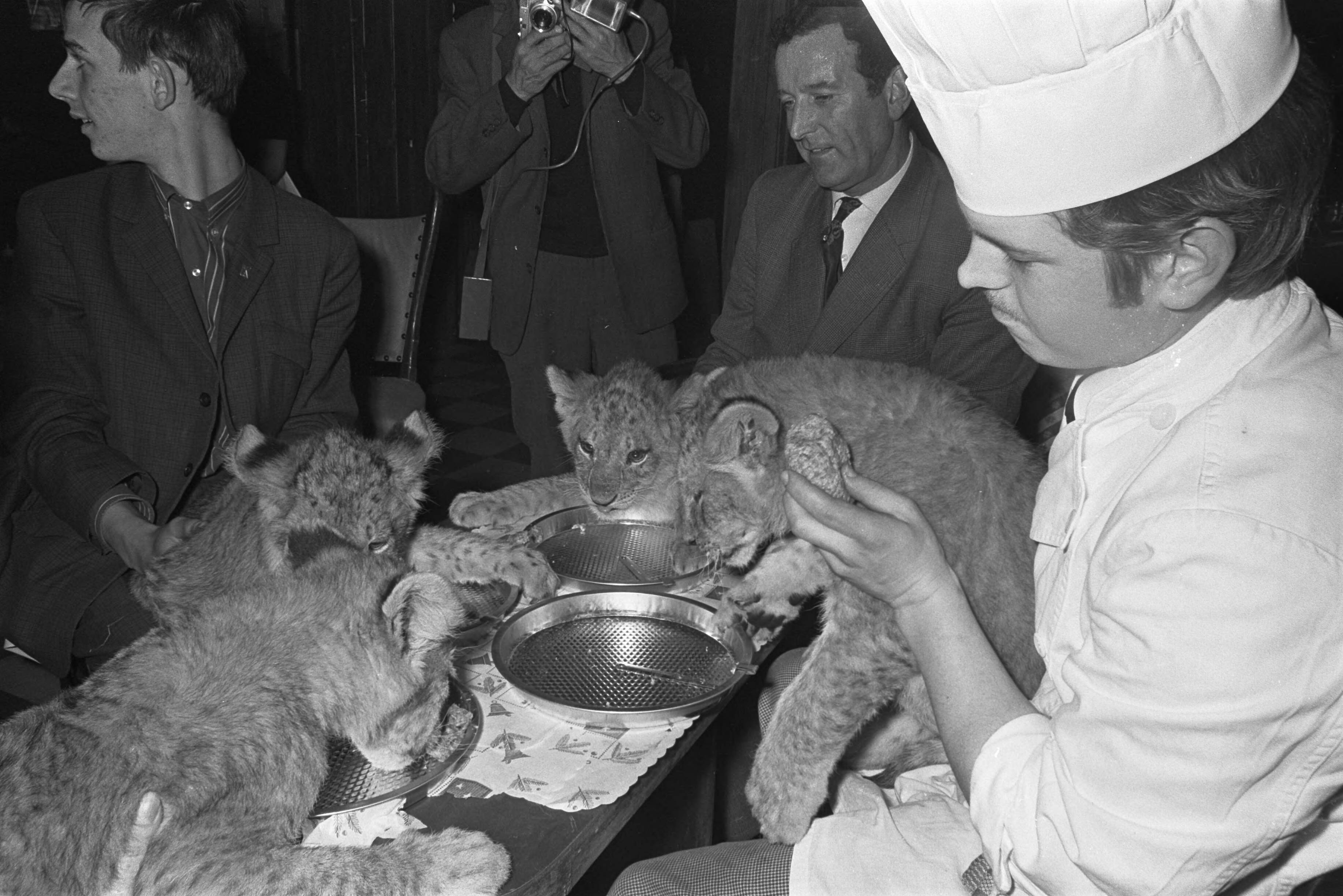 Fotocollectie Anefo — Leeuwtjes dineren in restaurant van Boltini in Soesterberg. — Foto: Kroon, Ron / Anefo. Licentie: Set B: Rechtenvrij / Publiek Domein. Bron: Nationaal Archief. http://hdl.handle.net/10648/ab418d96-d0b4-102d-bcf8-003048976d84